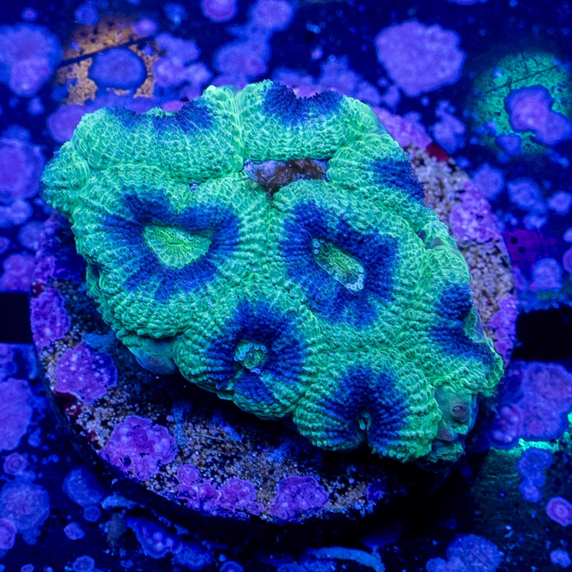 Frostbite Micromussa