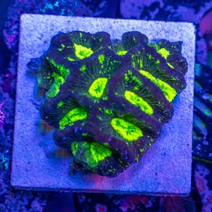 Mind Bender Moonstone