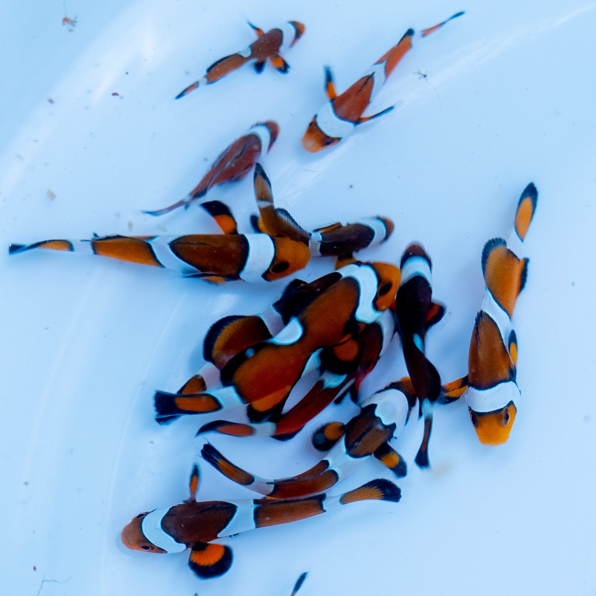 Misbar Mocha Clownfish