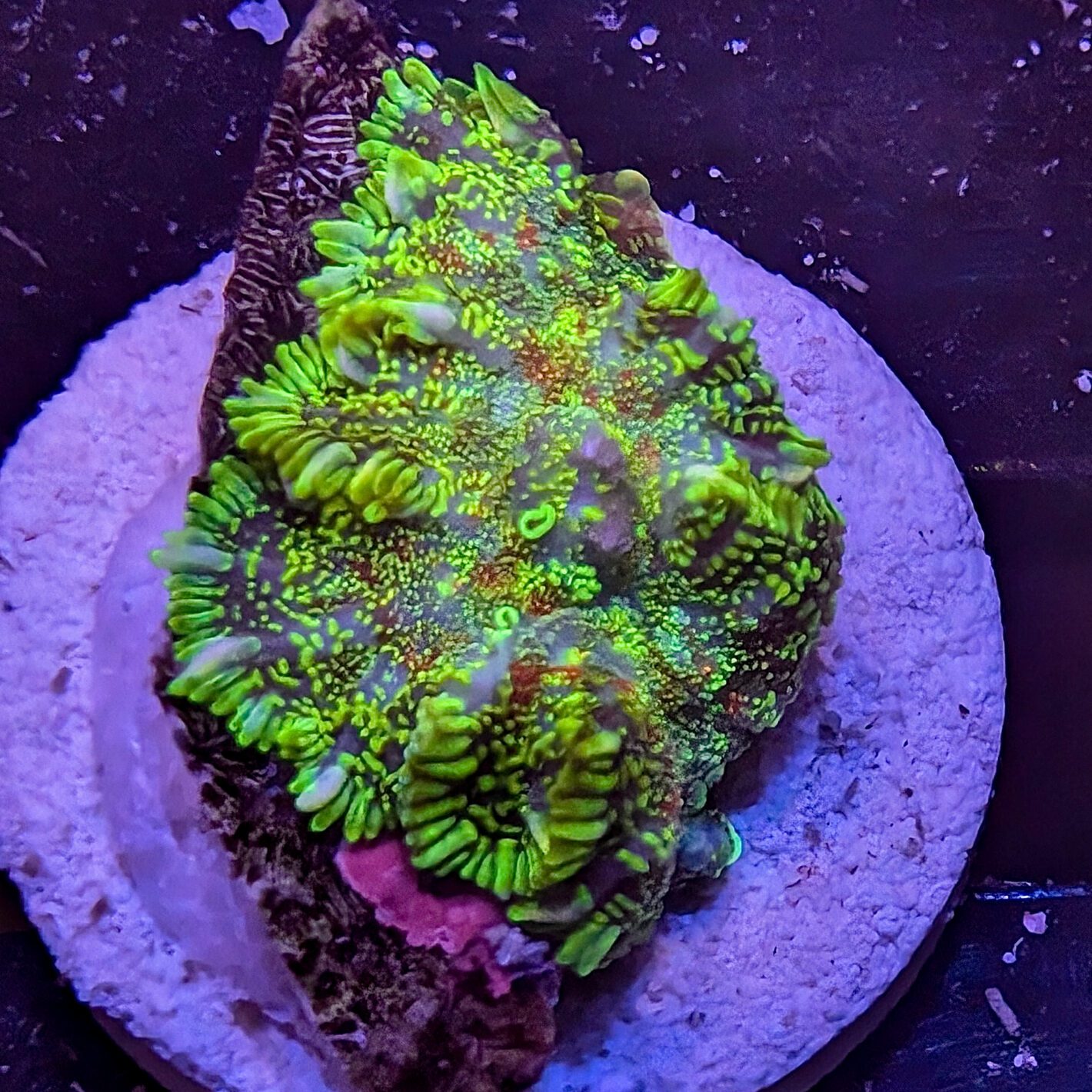 Multicolor Rhodactis 3