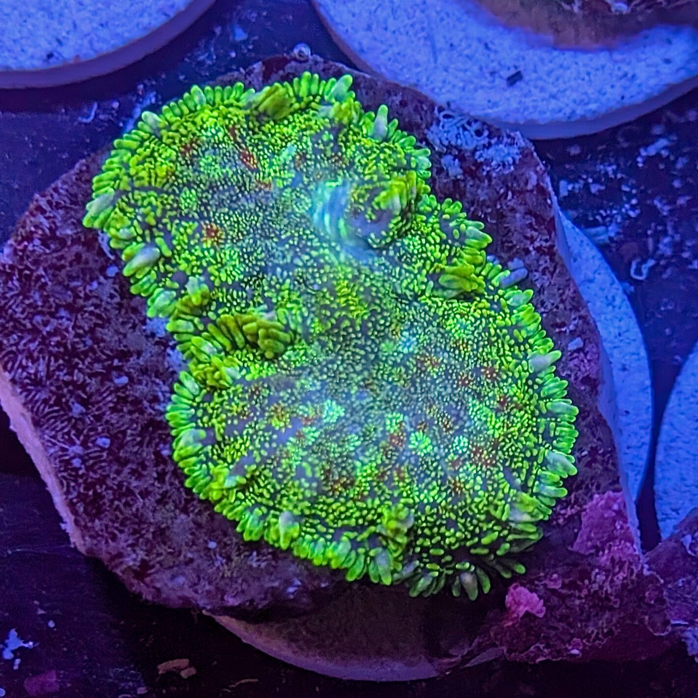 Multicolor Rhodactis 2