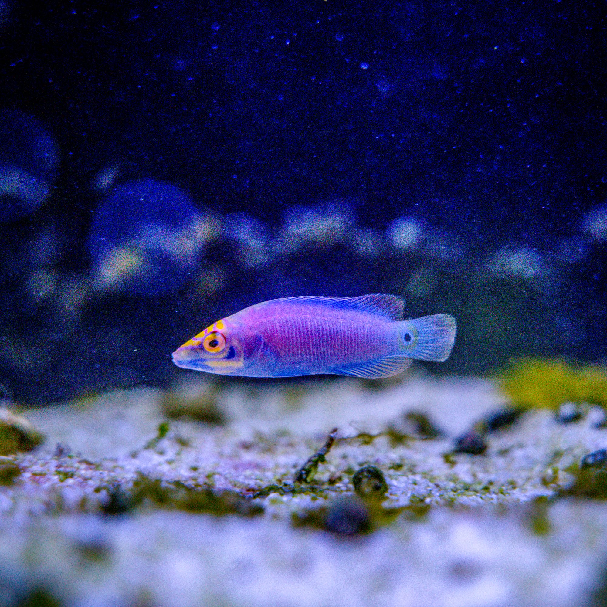 Mystery Wrasse