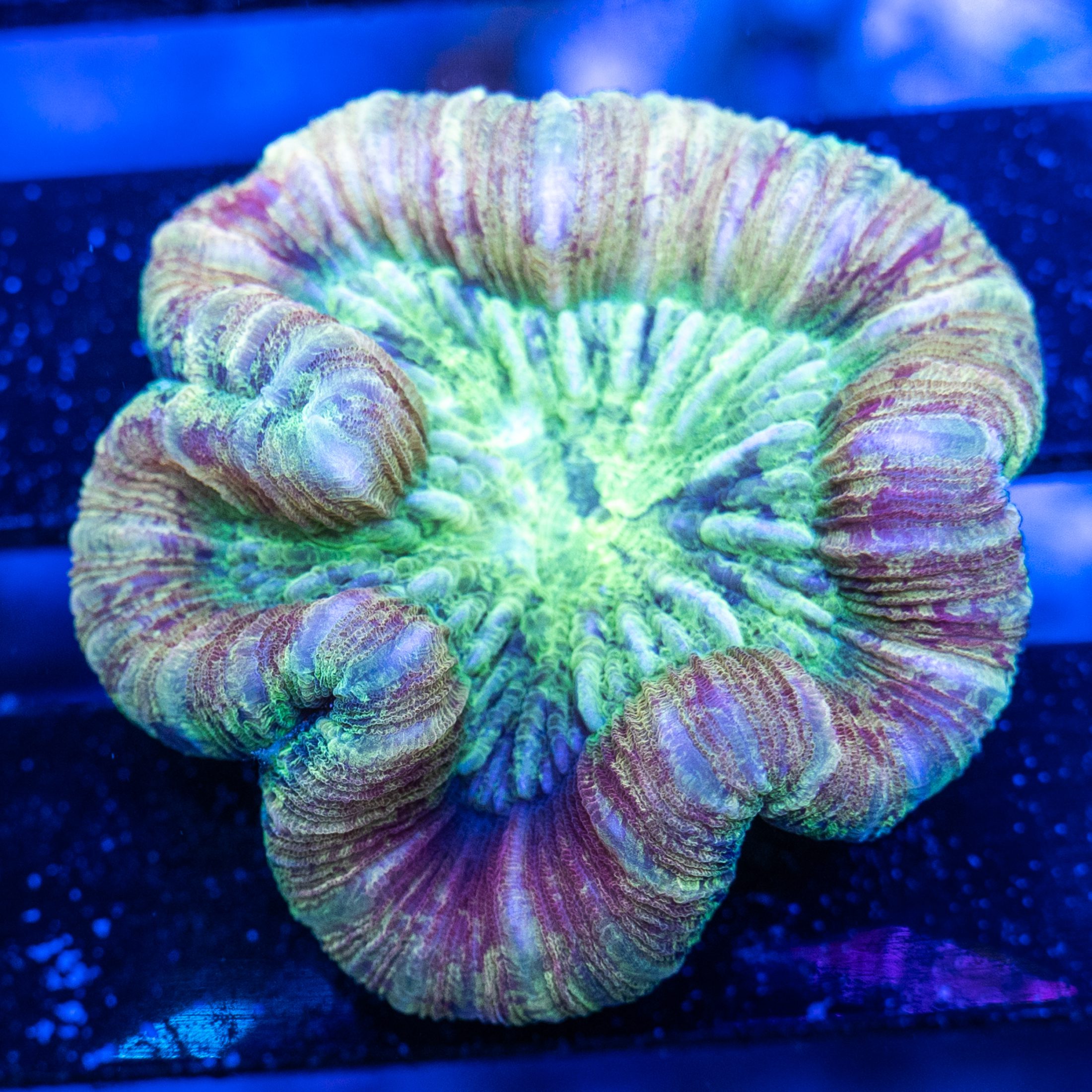 Ultra Nano Trachyphyllia #2 | Detroit Reef Club