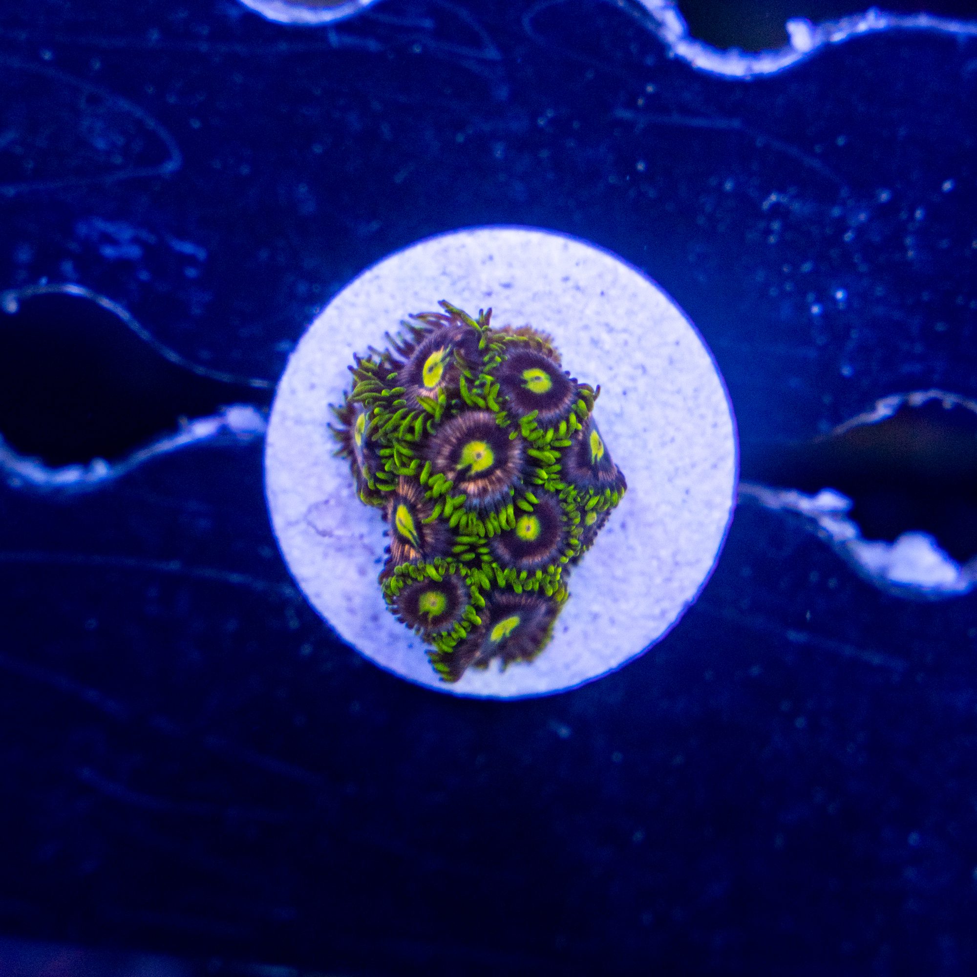 Nirvana Zoanthid