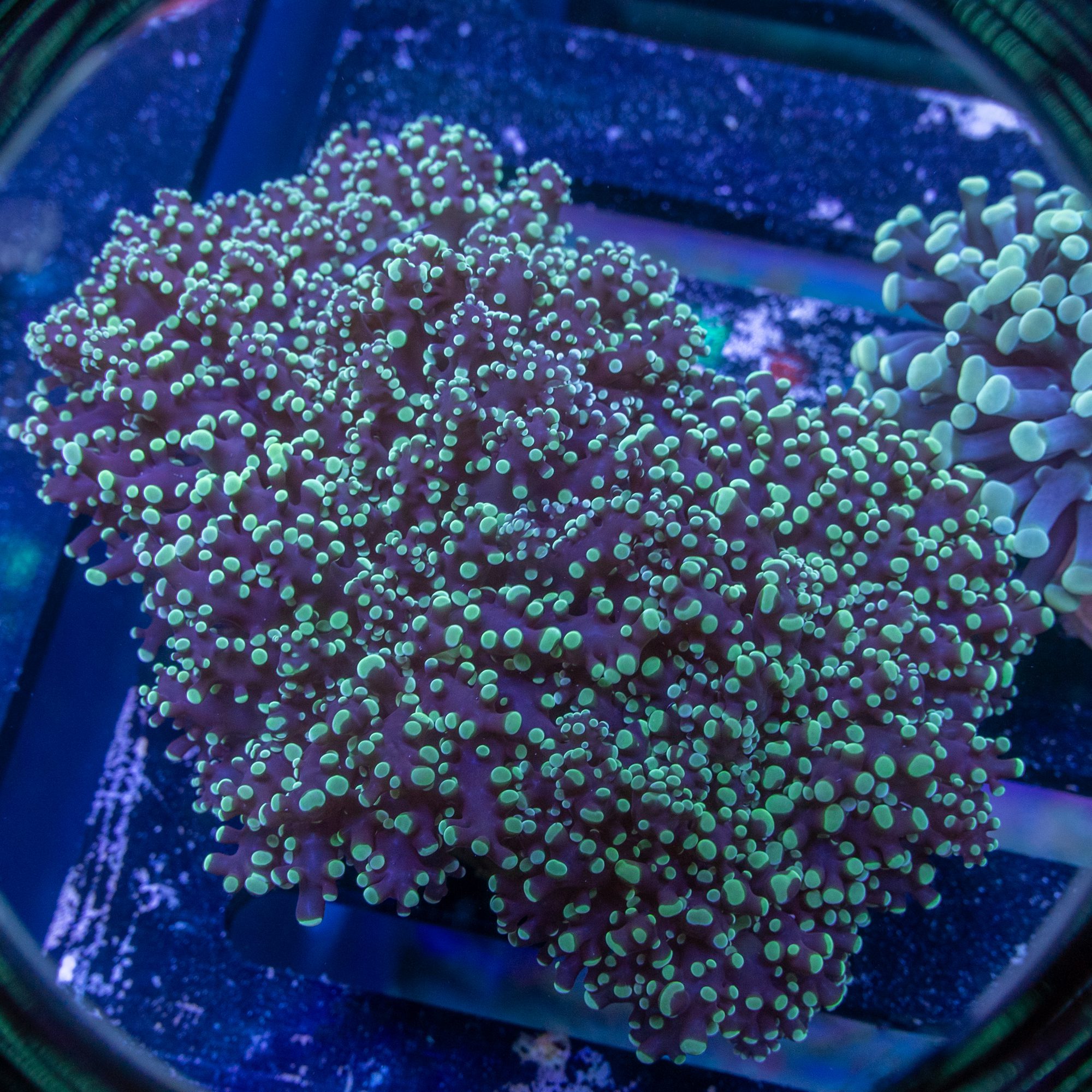 Andes Mint Octospawn