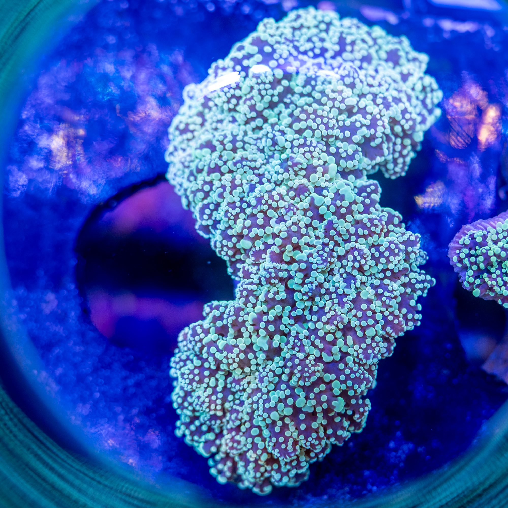 Andes Mint Octospawn