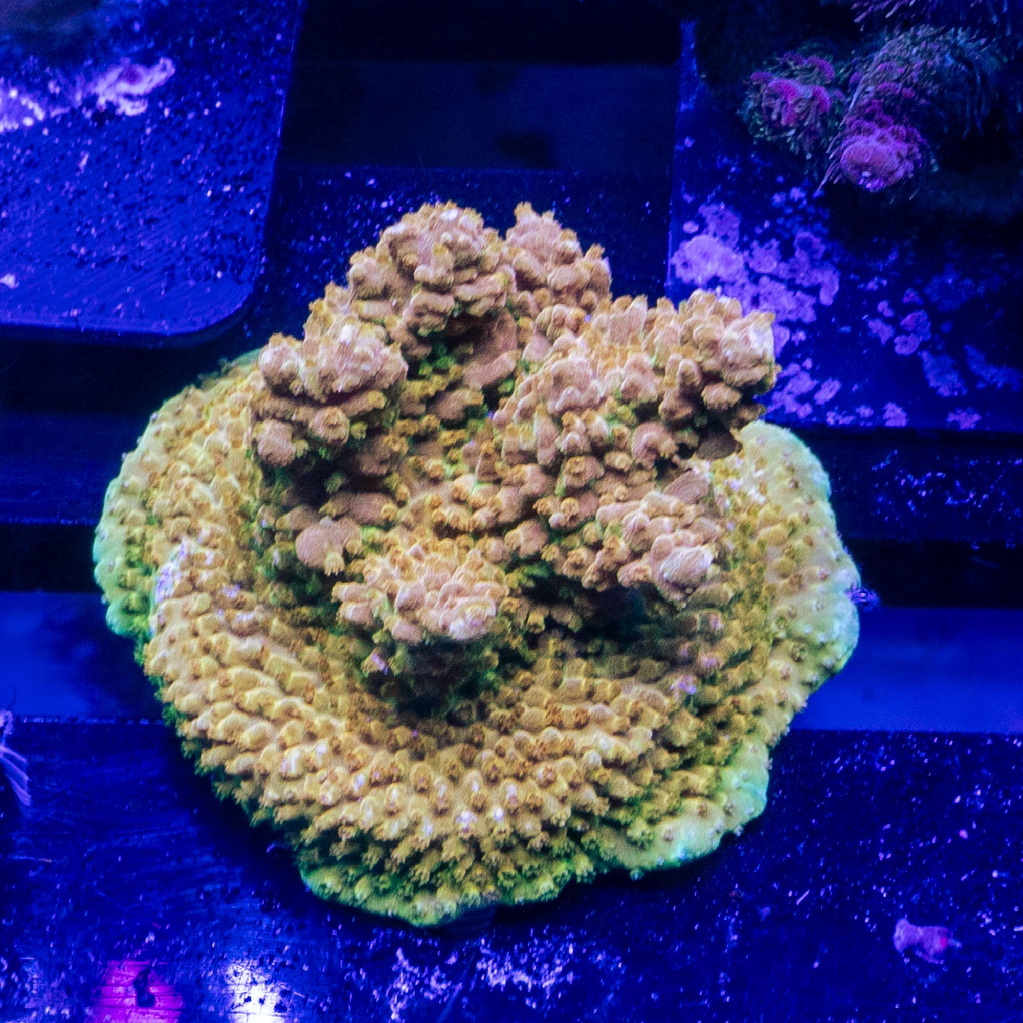 TCG Orange Creamsicle 2
