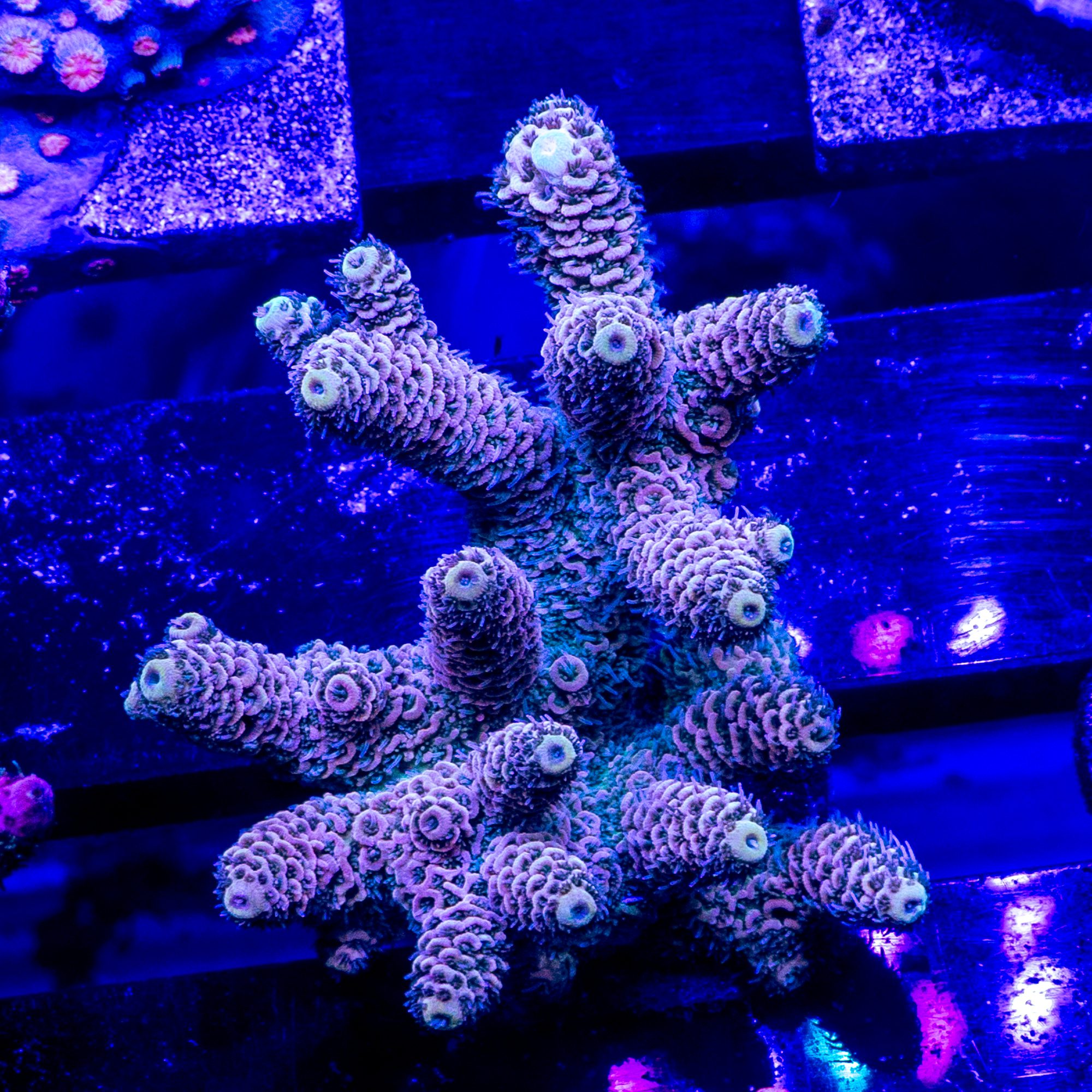 Orange Sunset Millepora