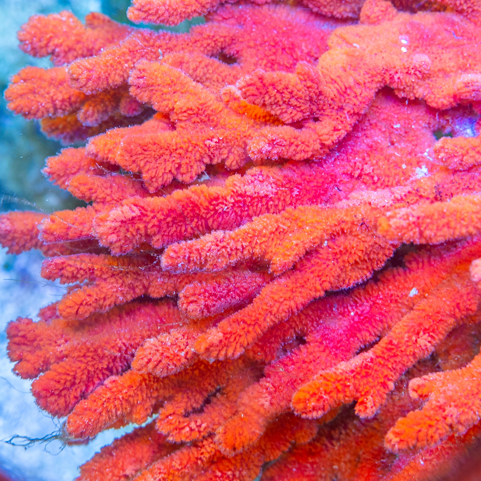 Orange Tree Sponge XL