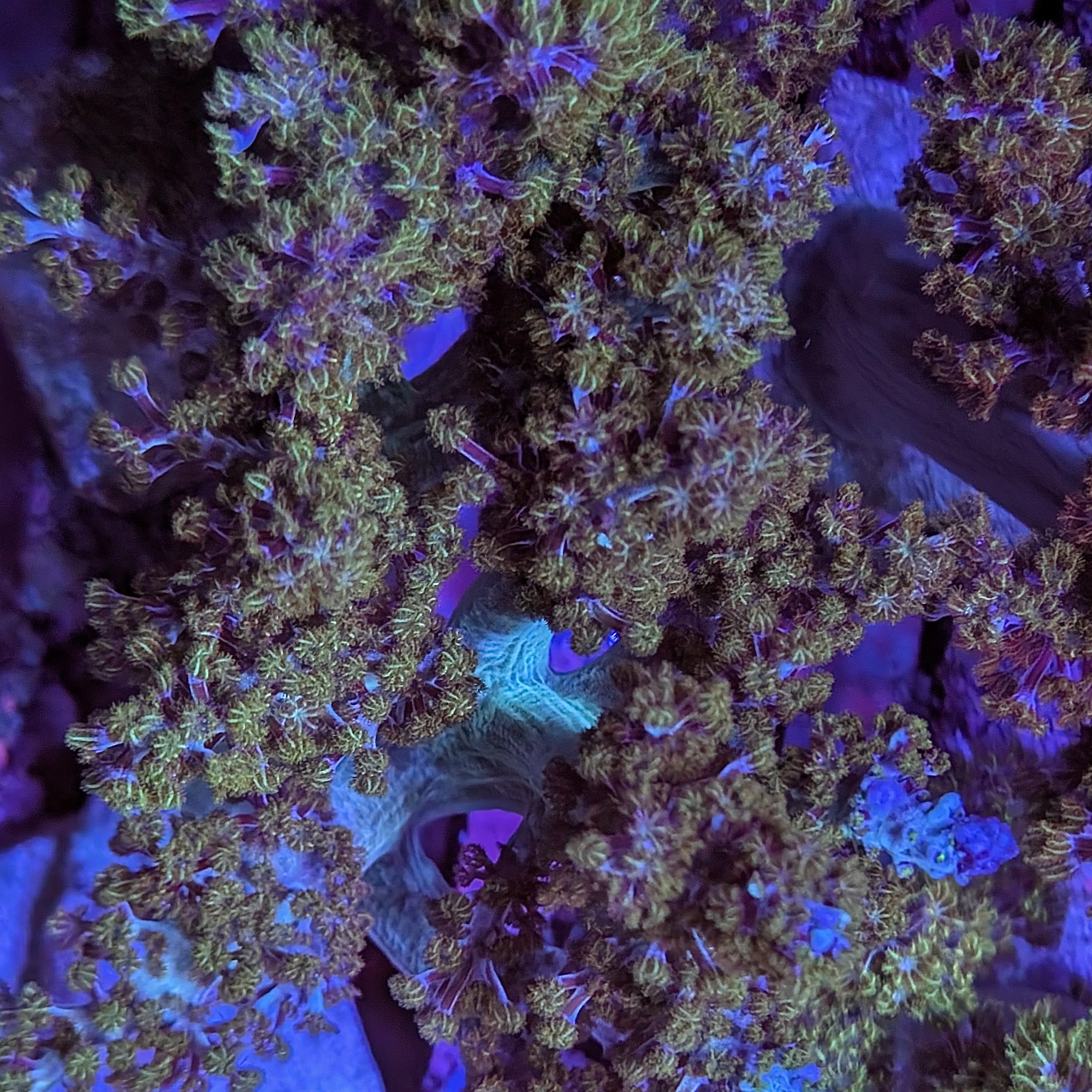 Green Tip Kenya Tree - Image 2