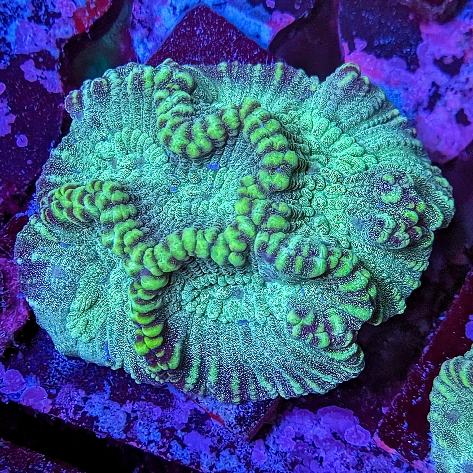 Sabre Tooth Oulphyllia