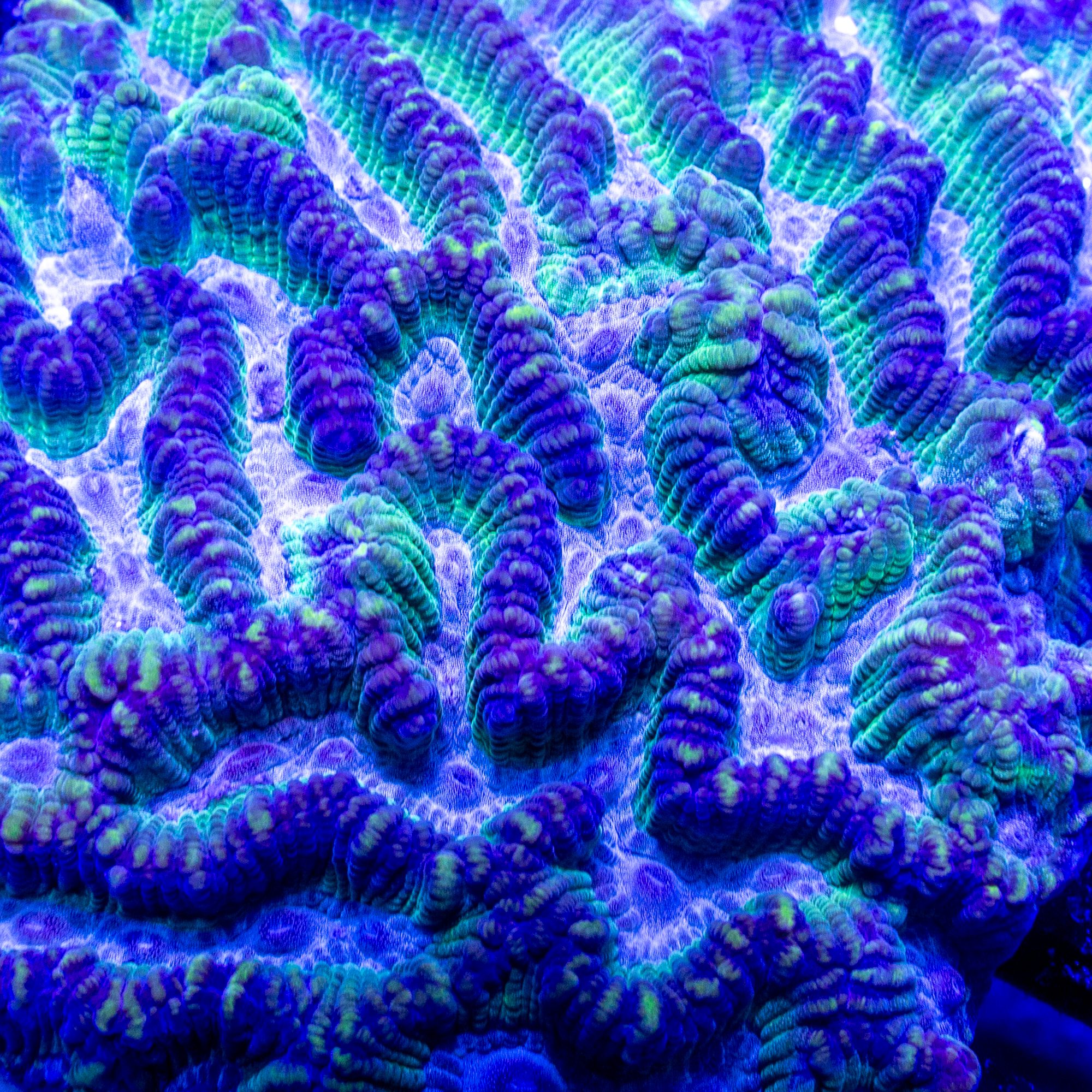 Shock Wave Oulphyllia