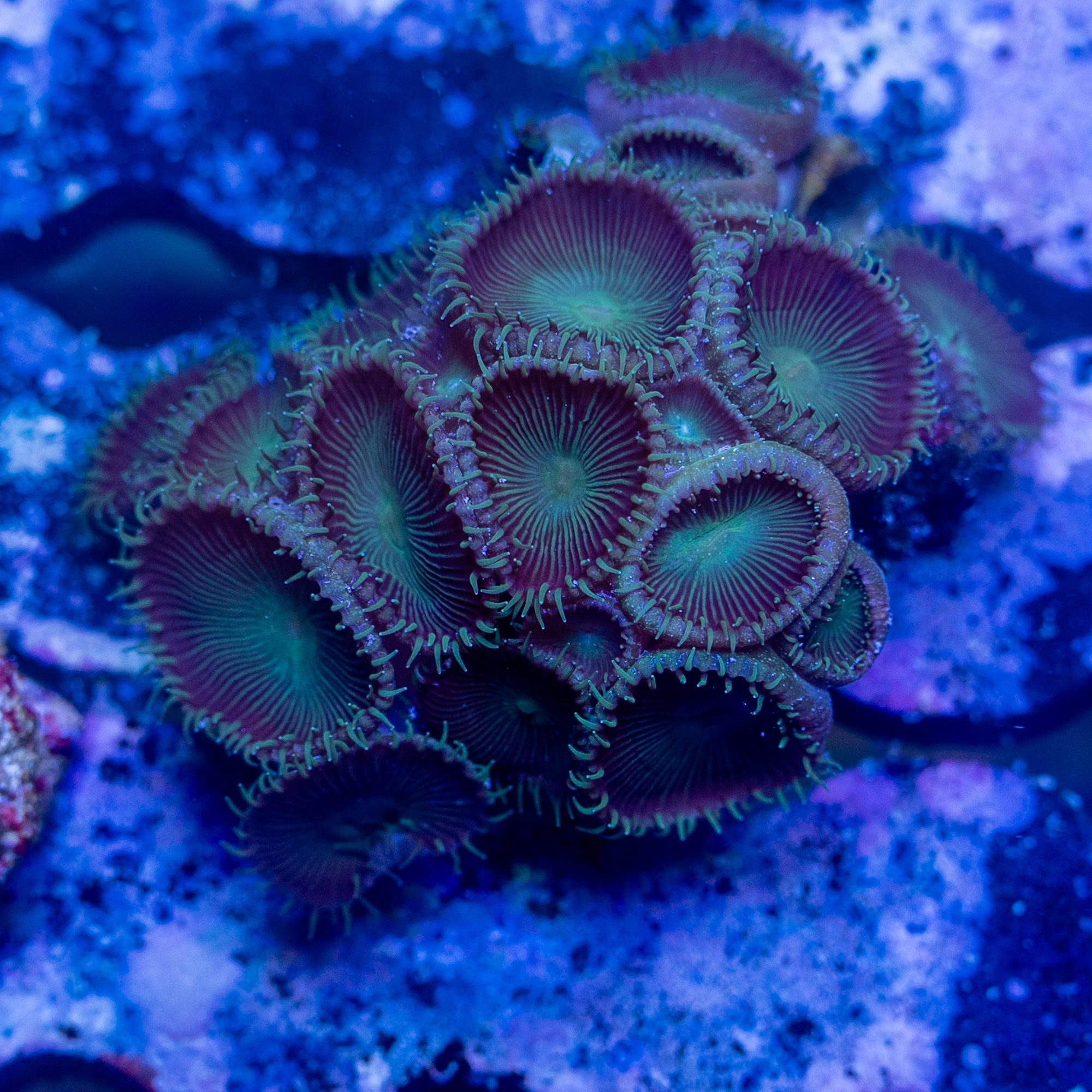 Zoanthid Grandis