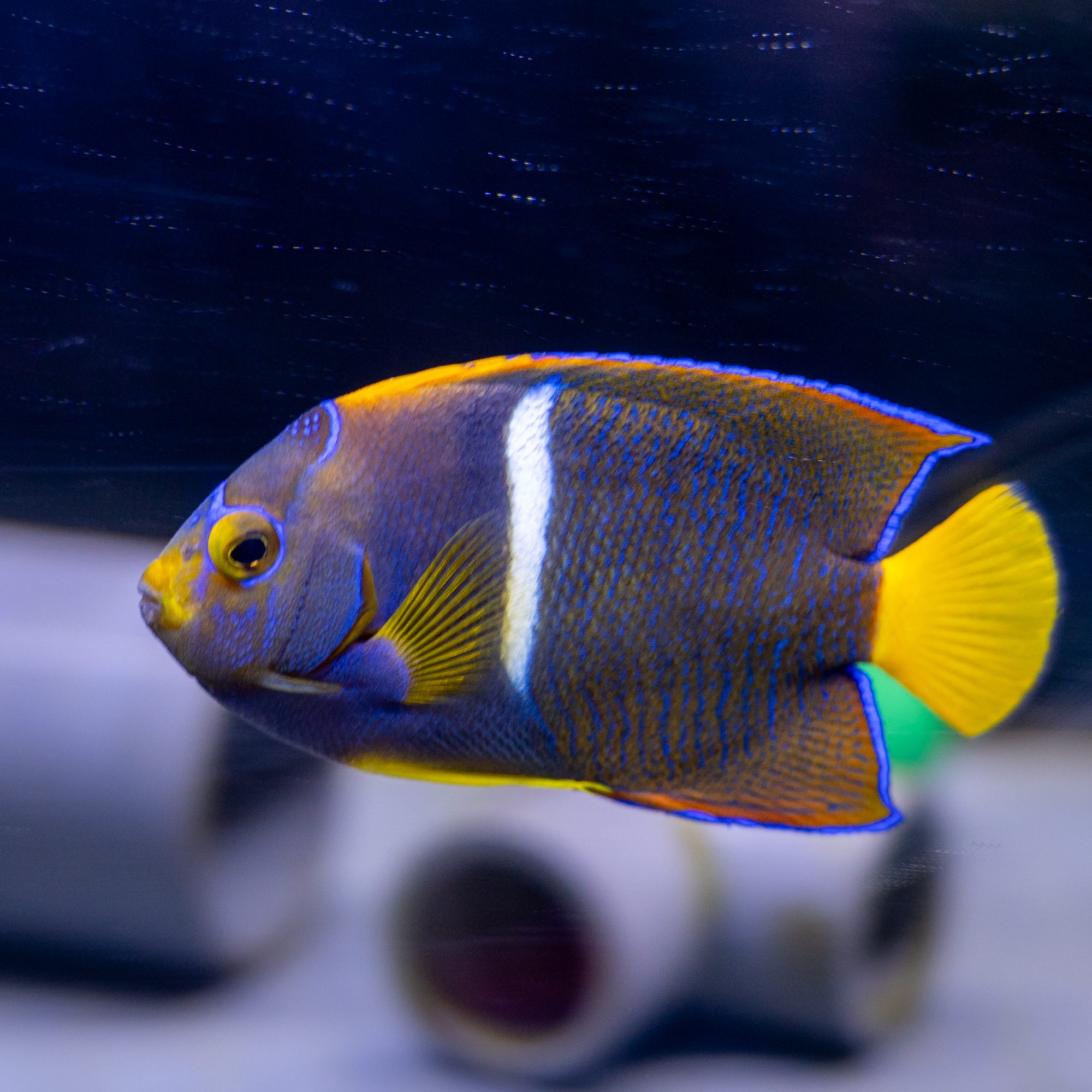 Passer Angel - Image 2