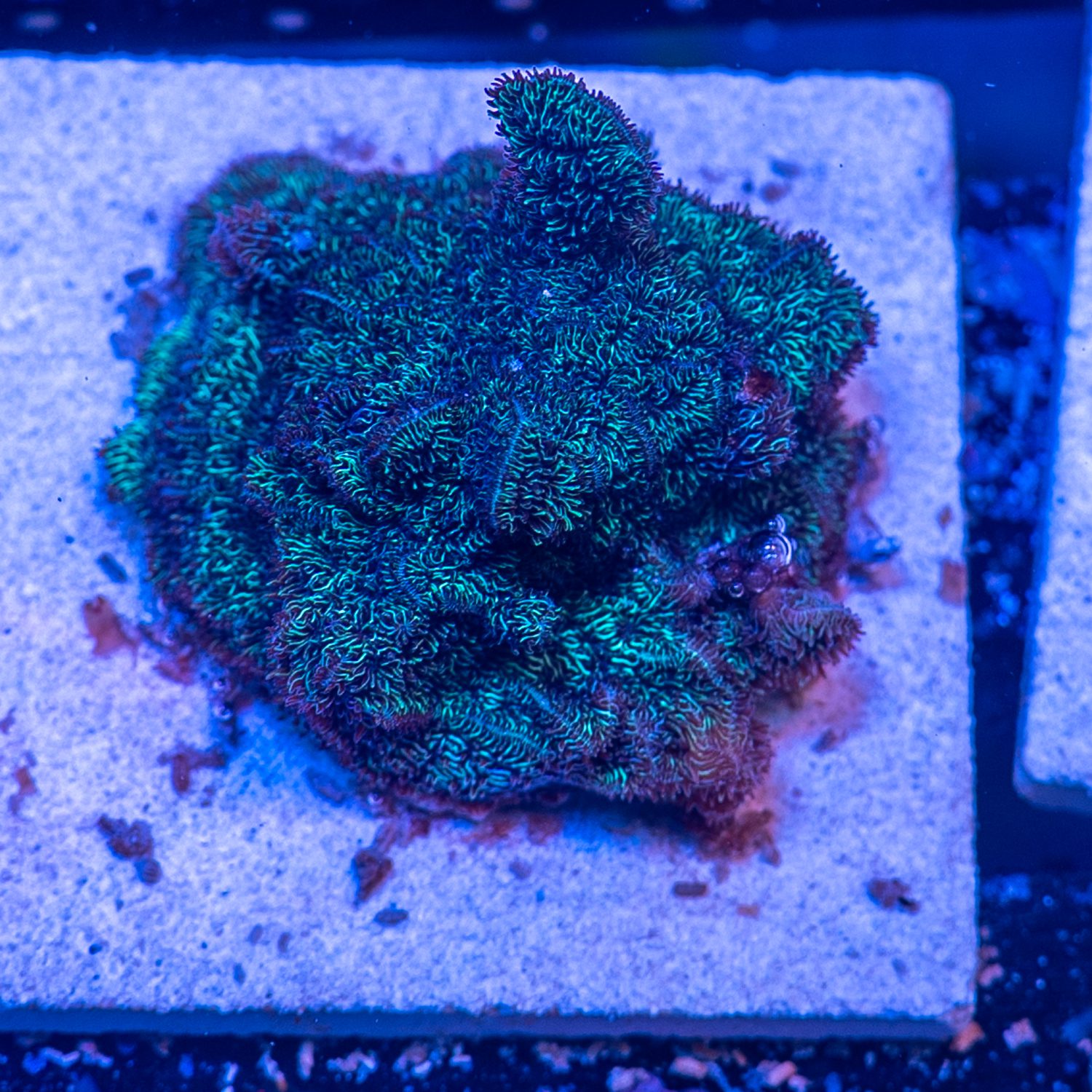 Electric Green Pavona Cactus