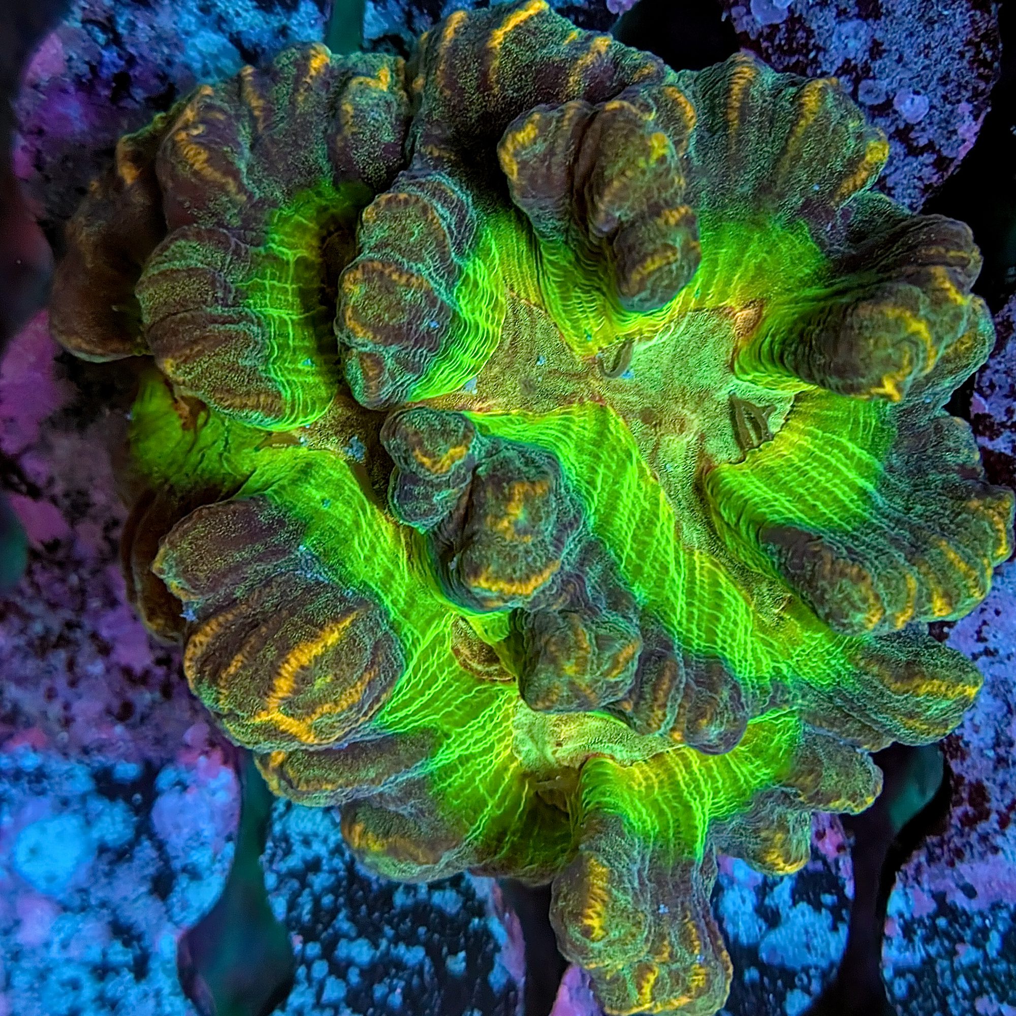 Space Lotus Pectinia Colony