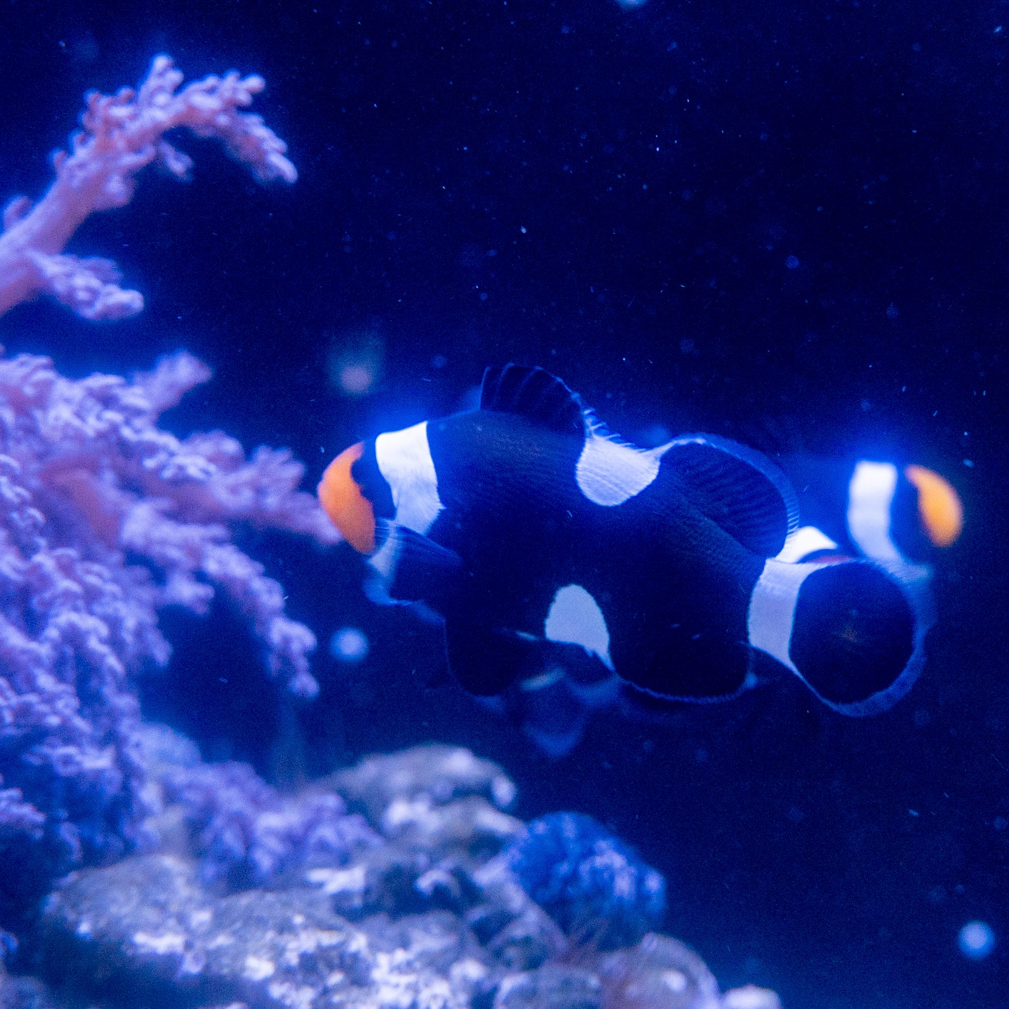 Photon Clownfish