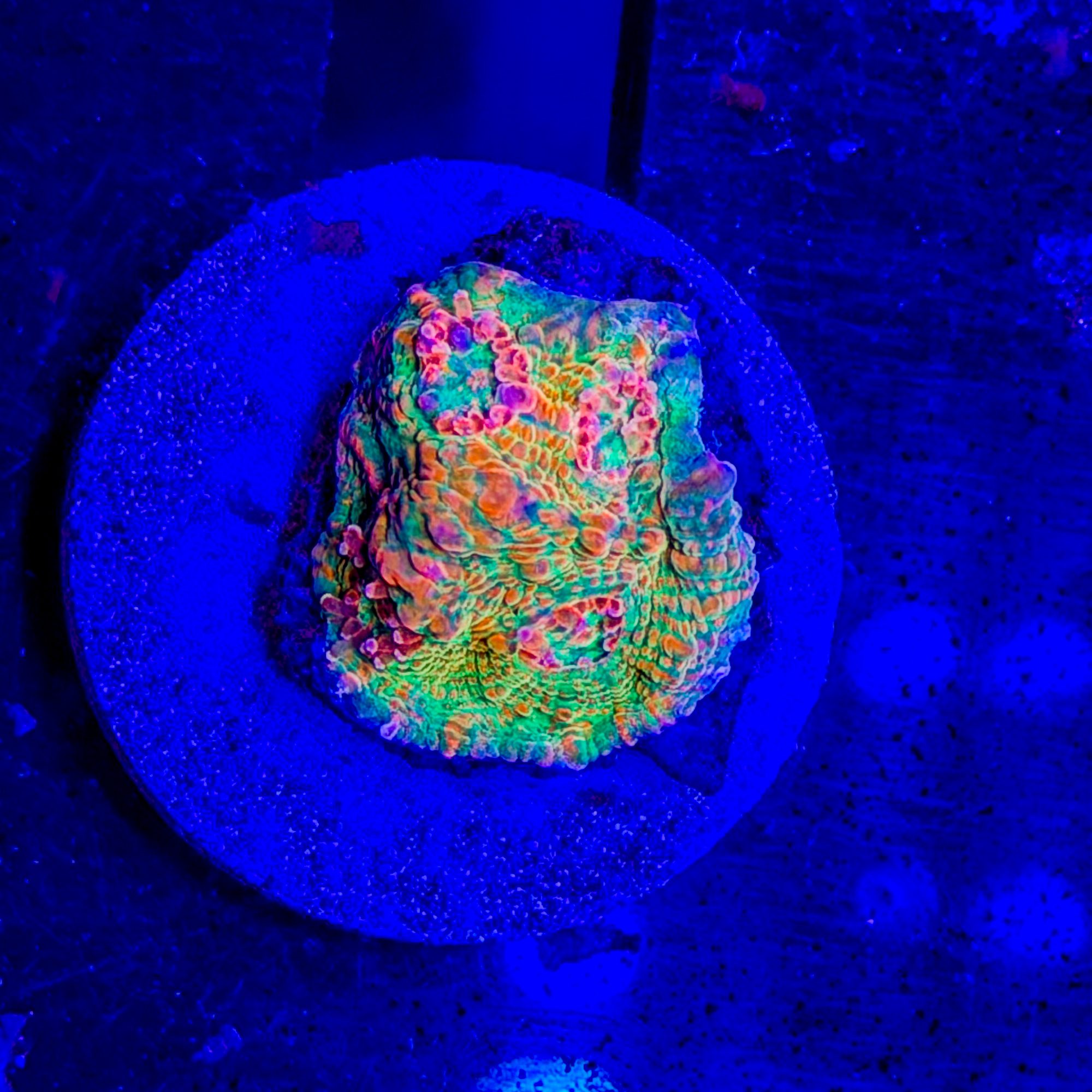 Rainbow Bombshell Chalice, pico frag