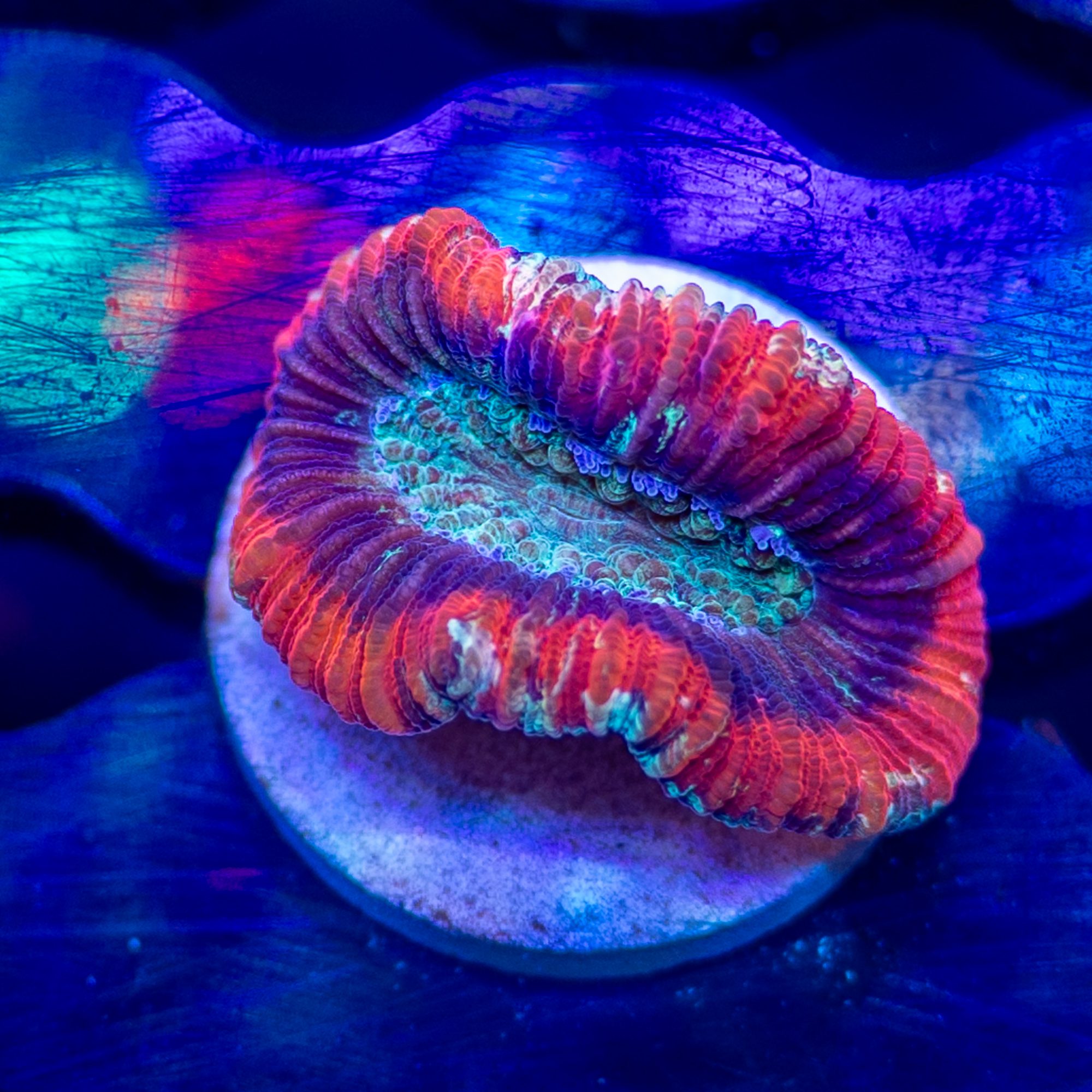 Pico Rainbow Trachy