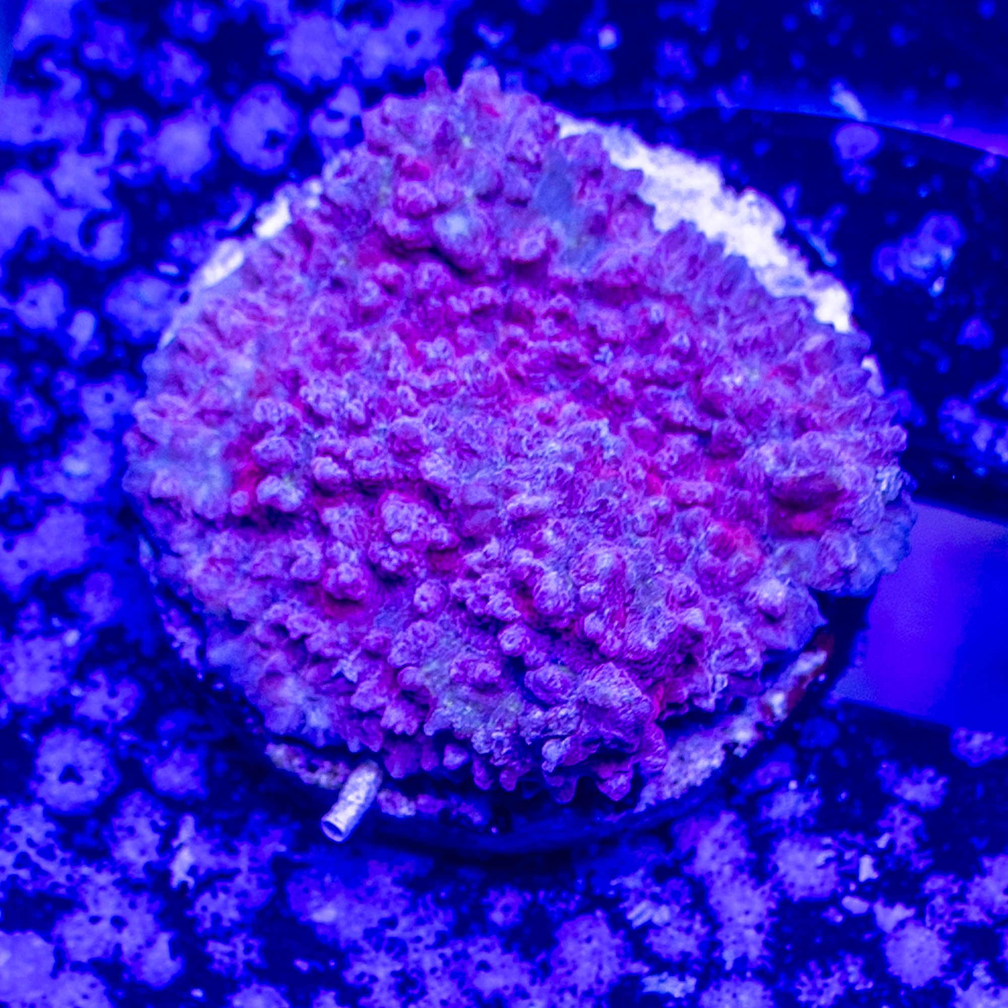 Barbie Dream Chalice