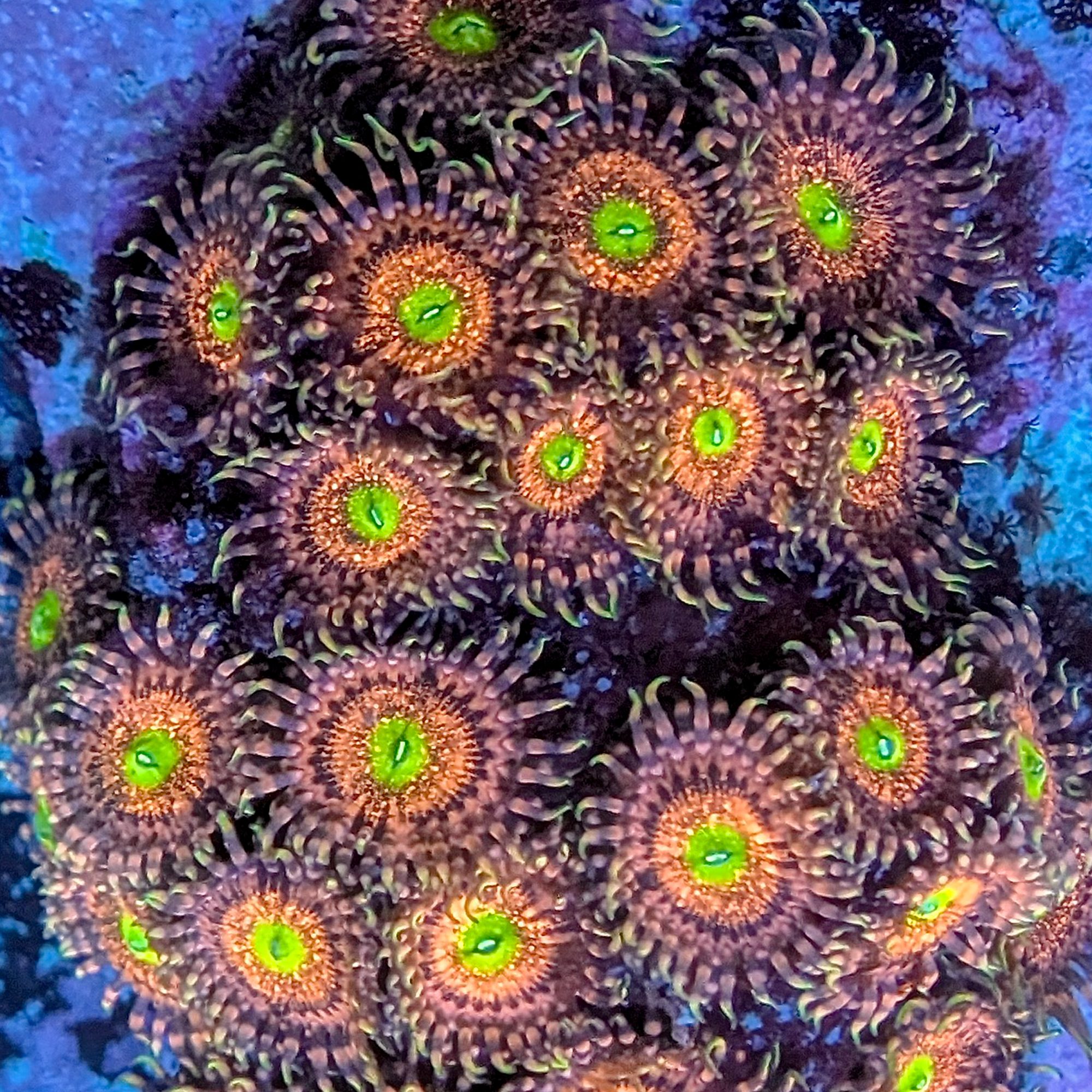 Pink Rhino Palythoas - Image 2