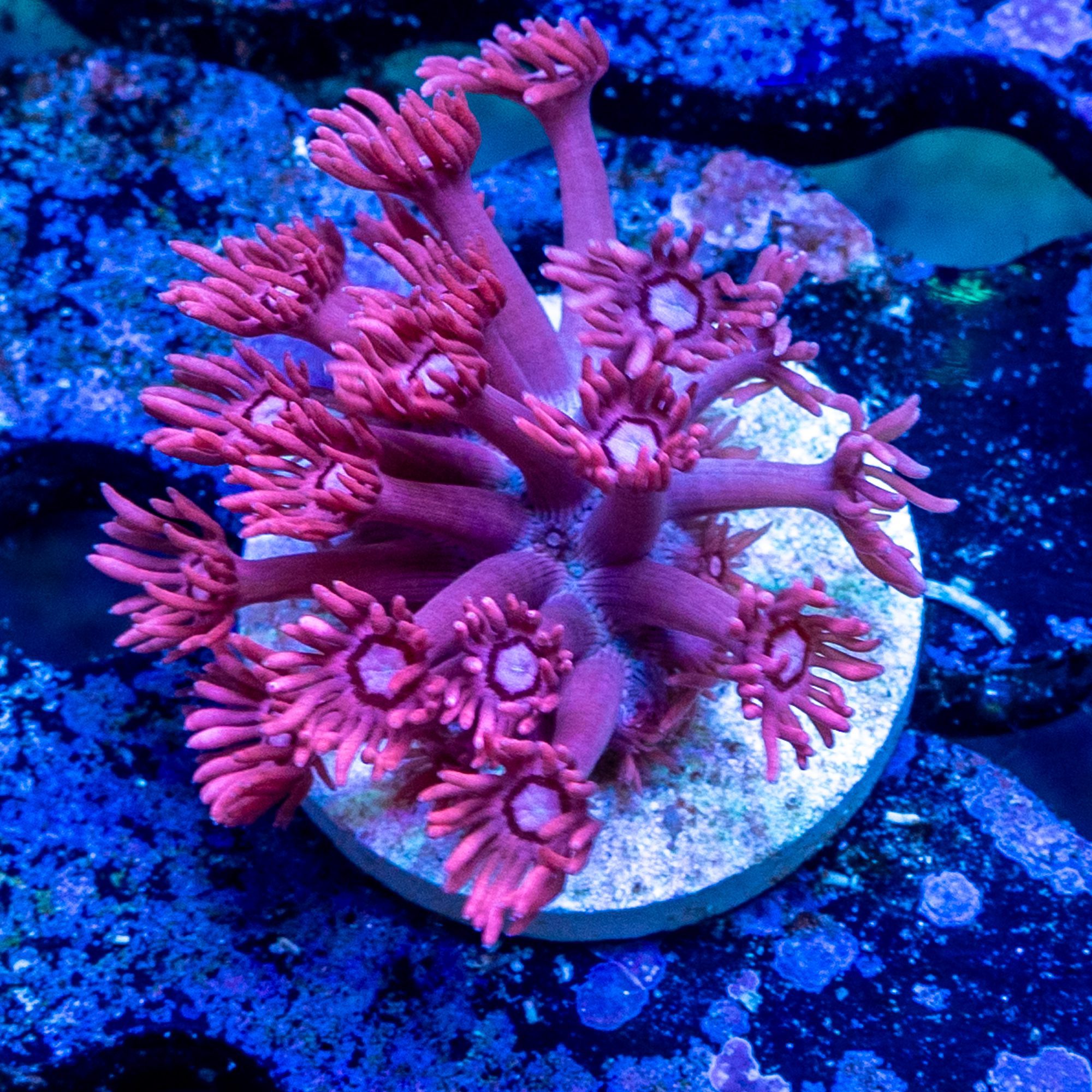 Pink Tip Gonzo Gonipora