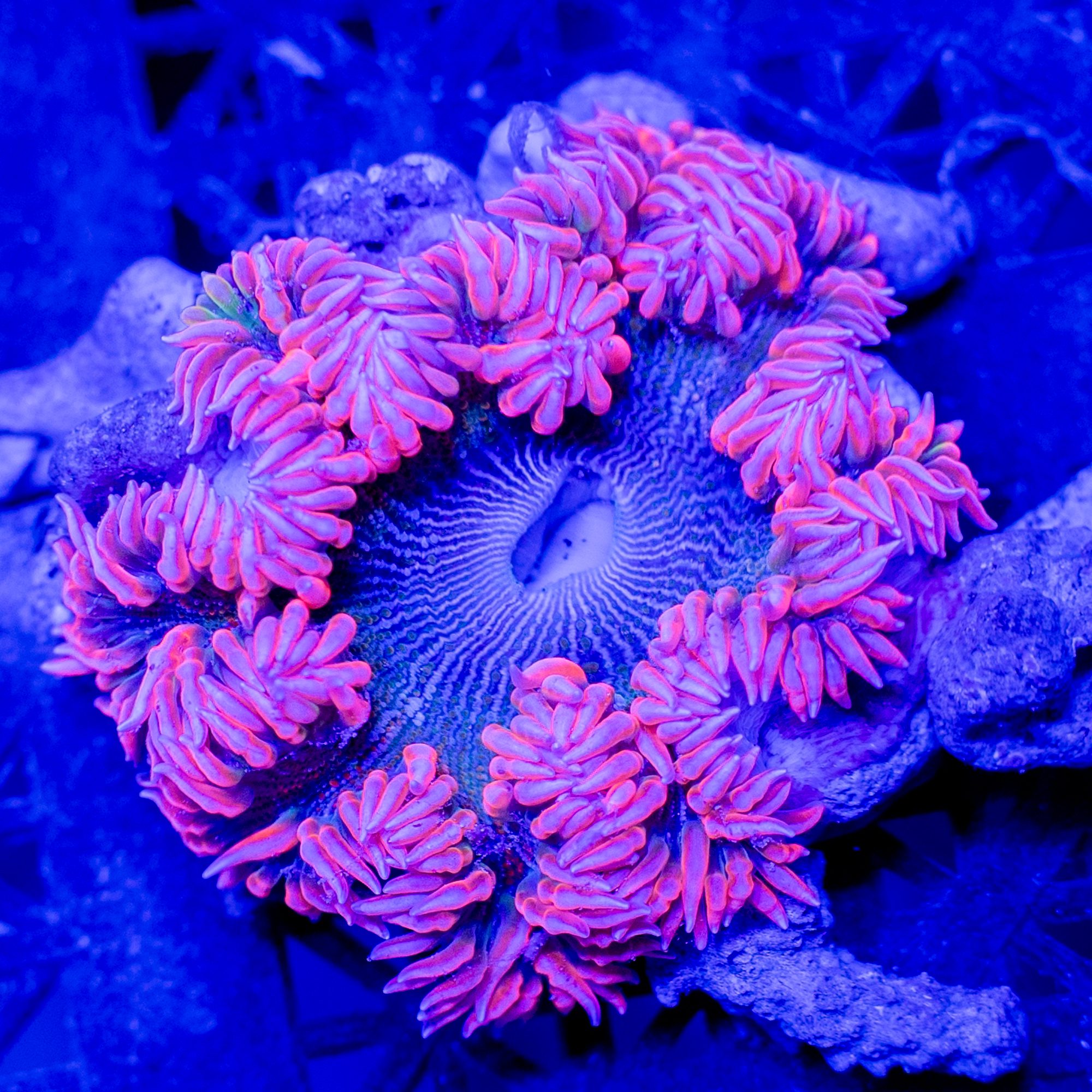 Pink Zebra Rock Flower Anemone