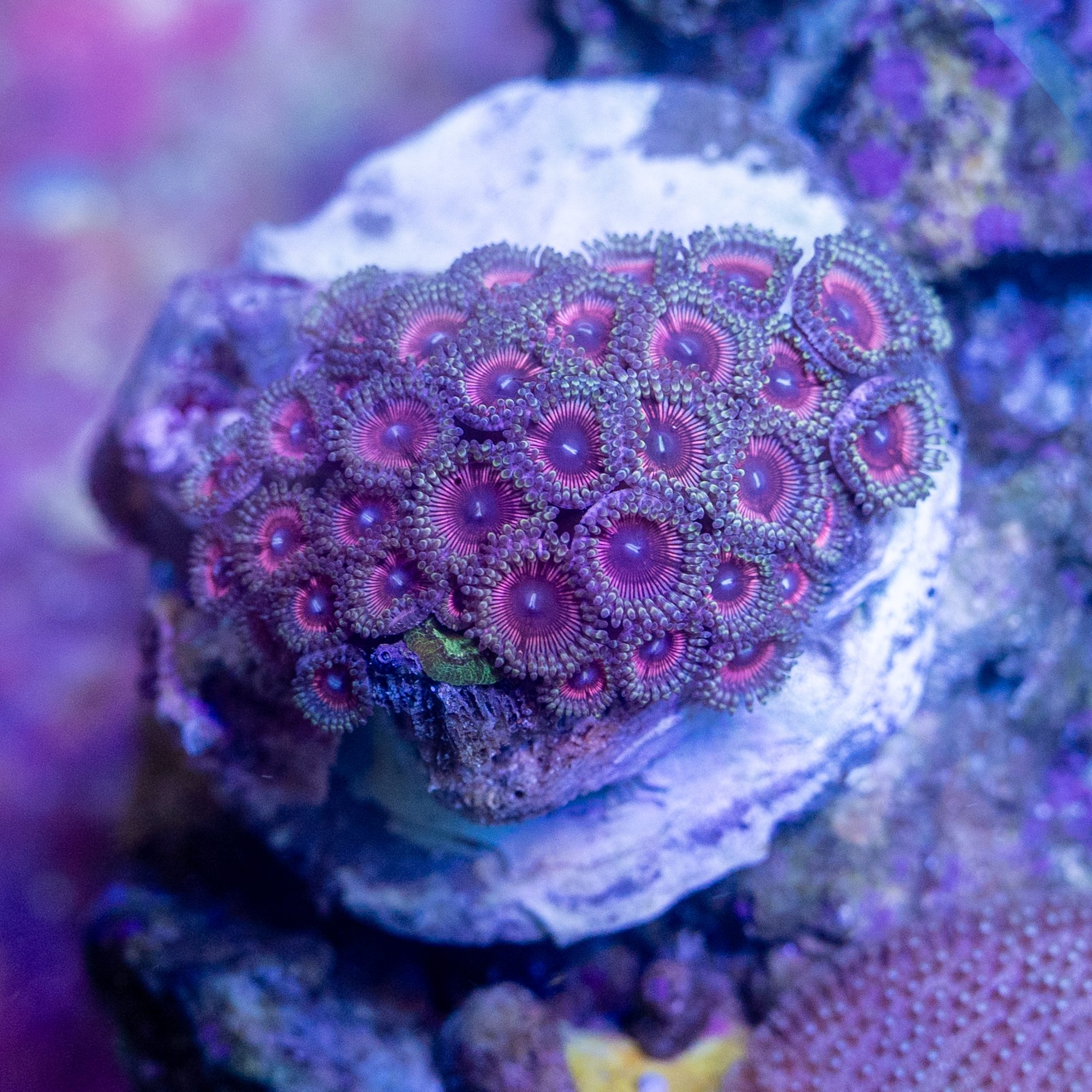Pink Zoanthid Colony #3