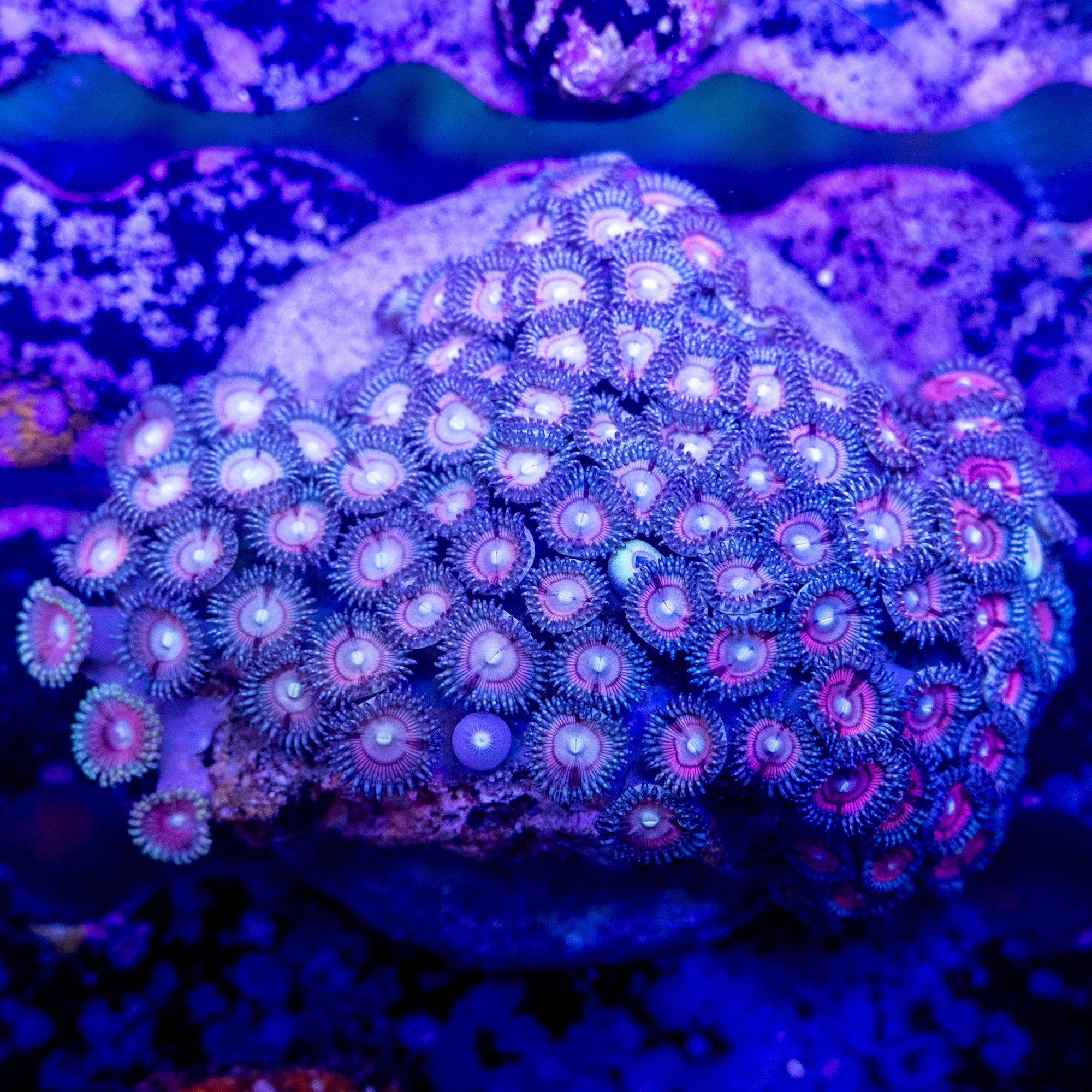 Pink Zoanthid Colony #5