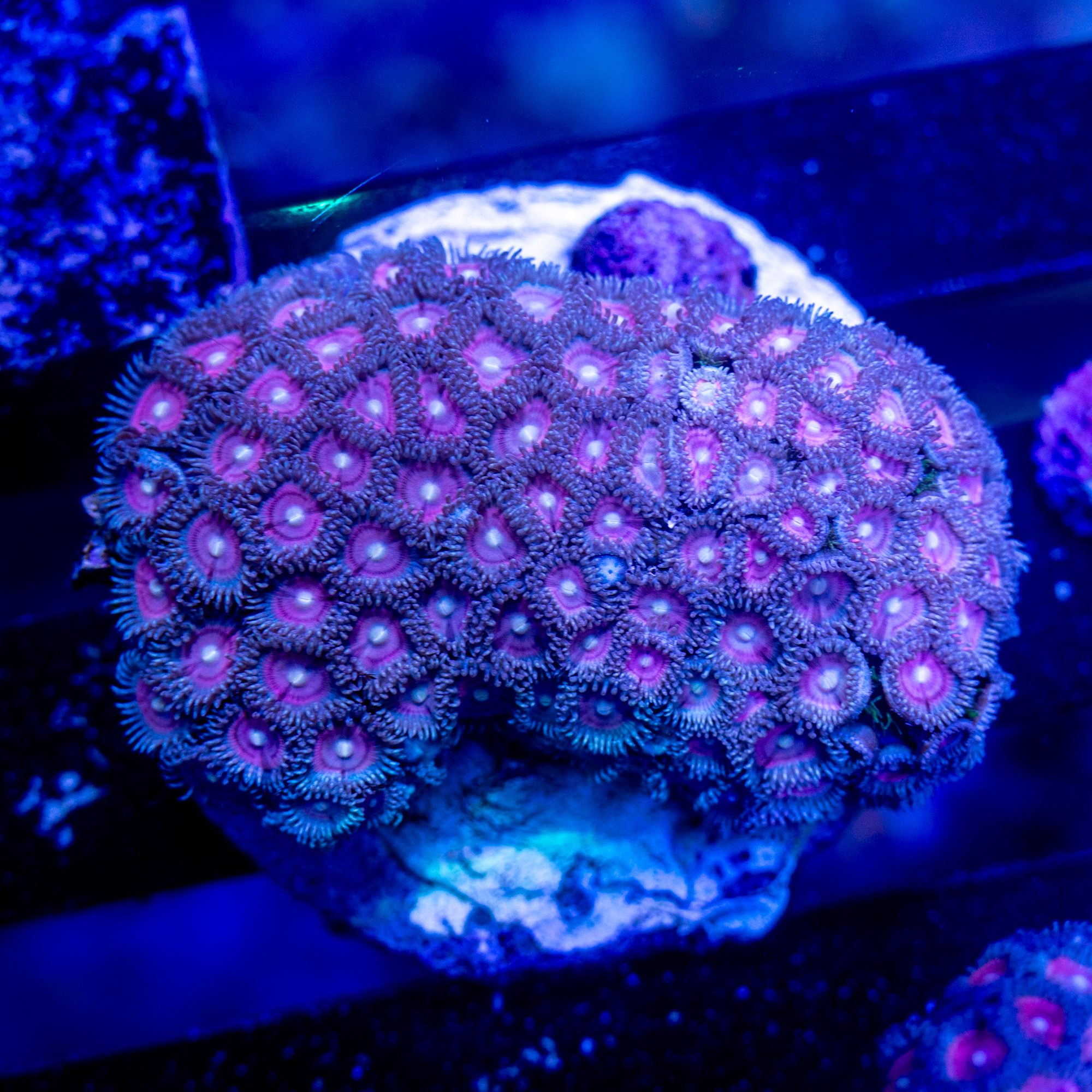 Pink Zoanthid Colony #1