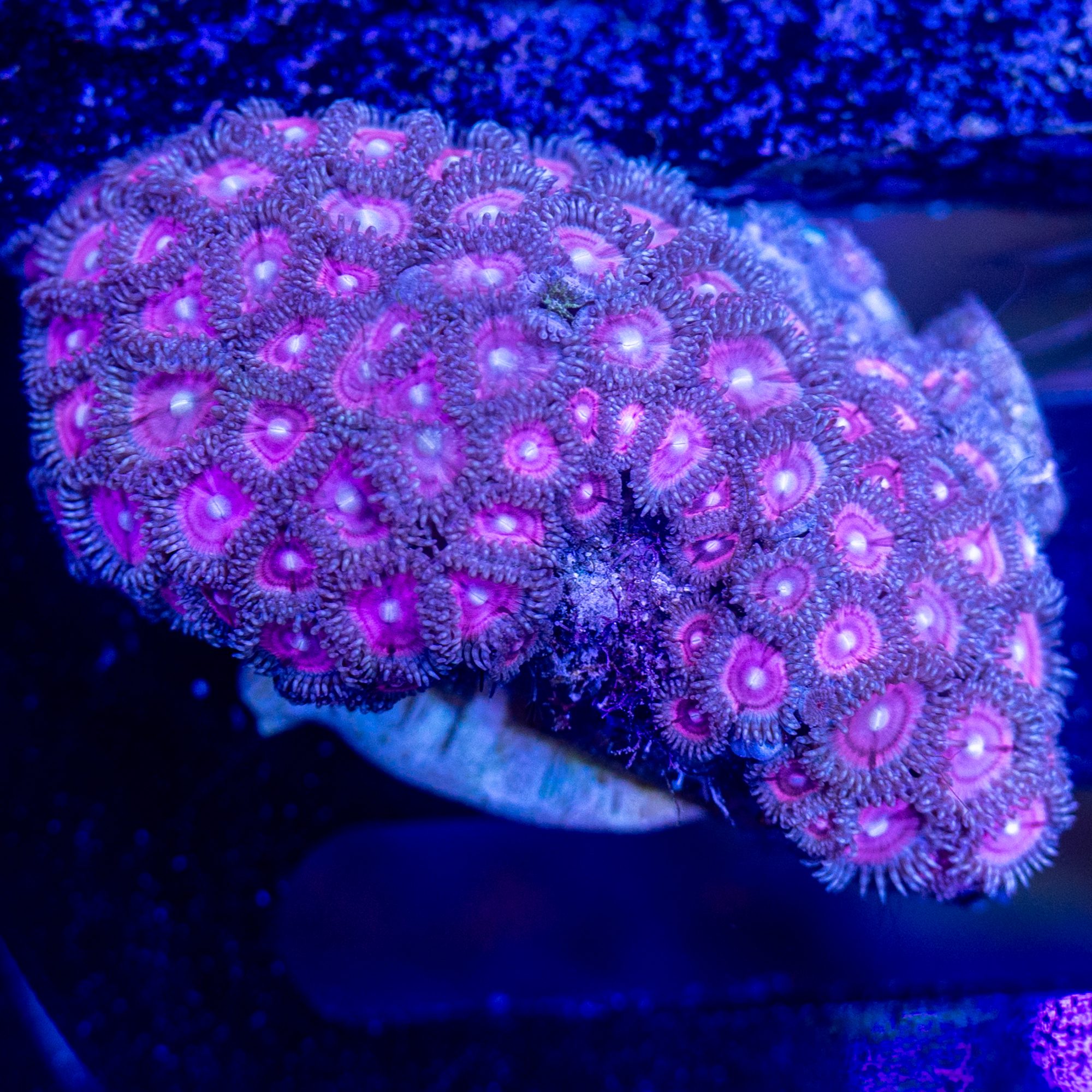 Pink Zoanthid Colony #2