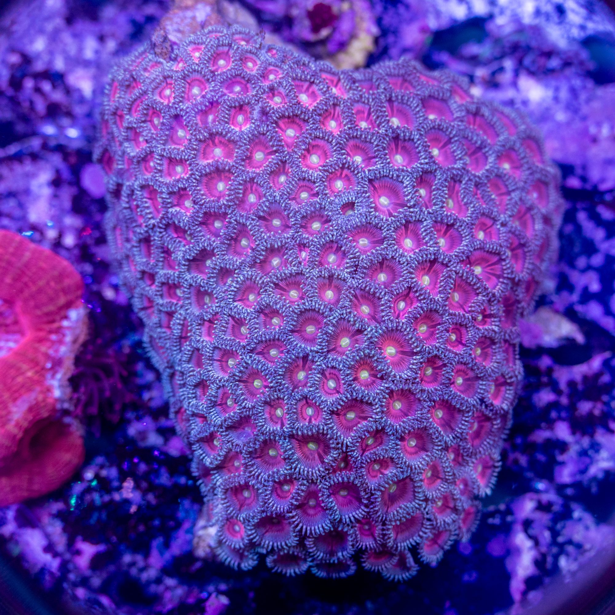 Pink Zoanthid Colony #6
