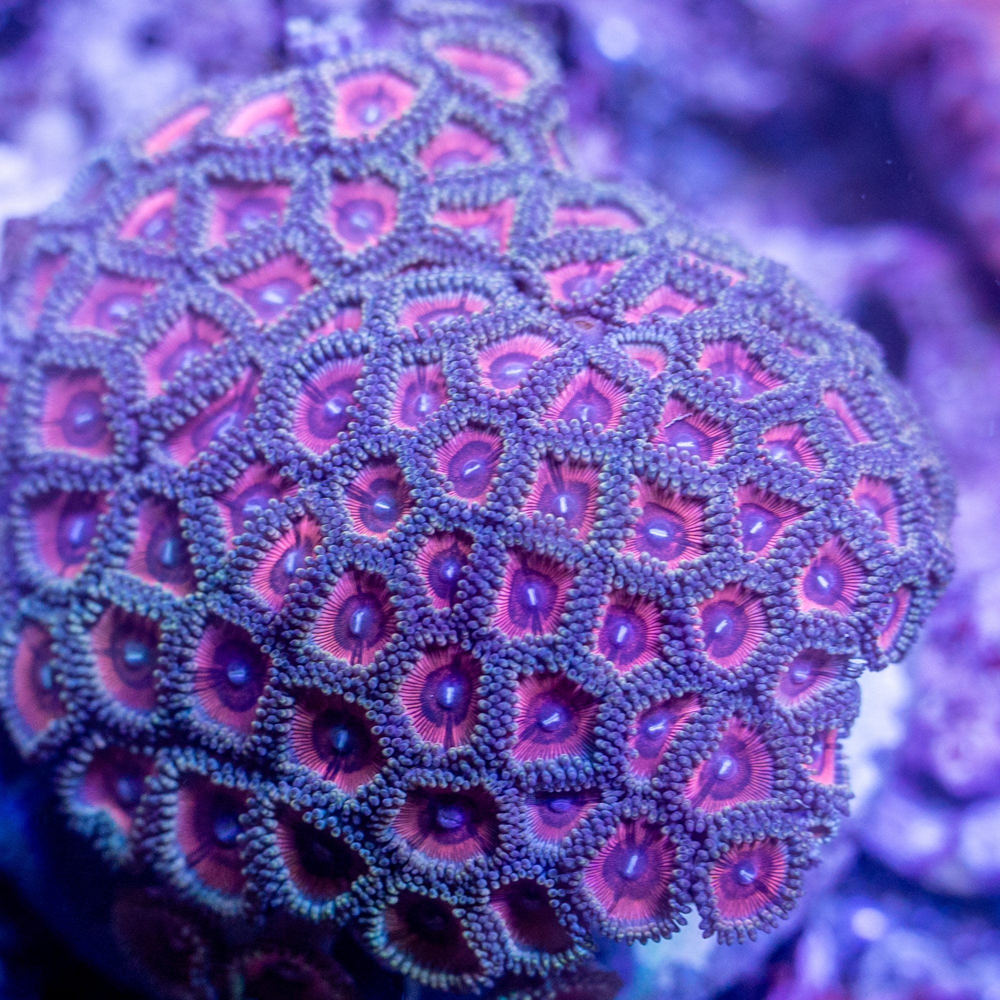 Pink Zoanthid Colony #7