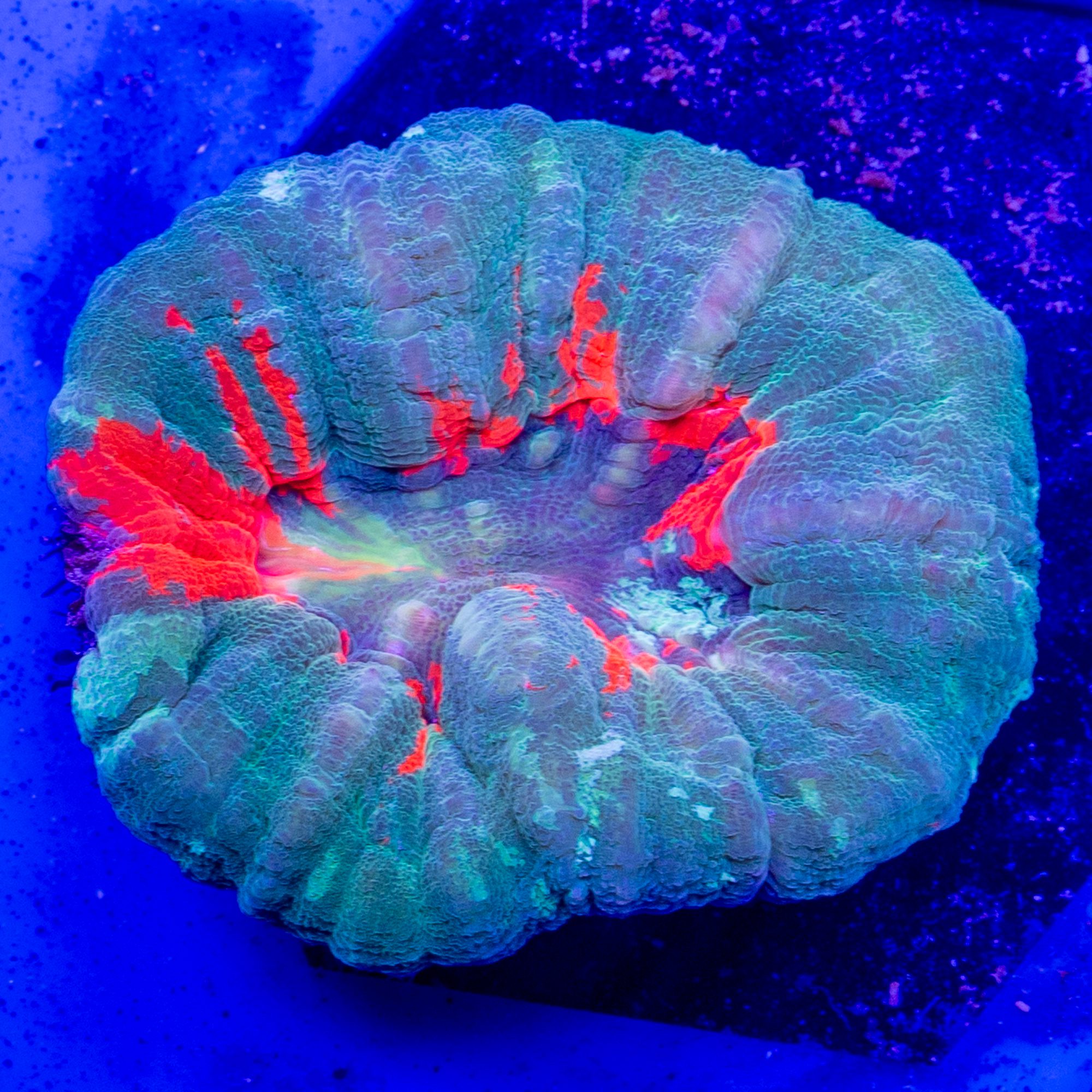 Poison Crab Apple Scoly 2