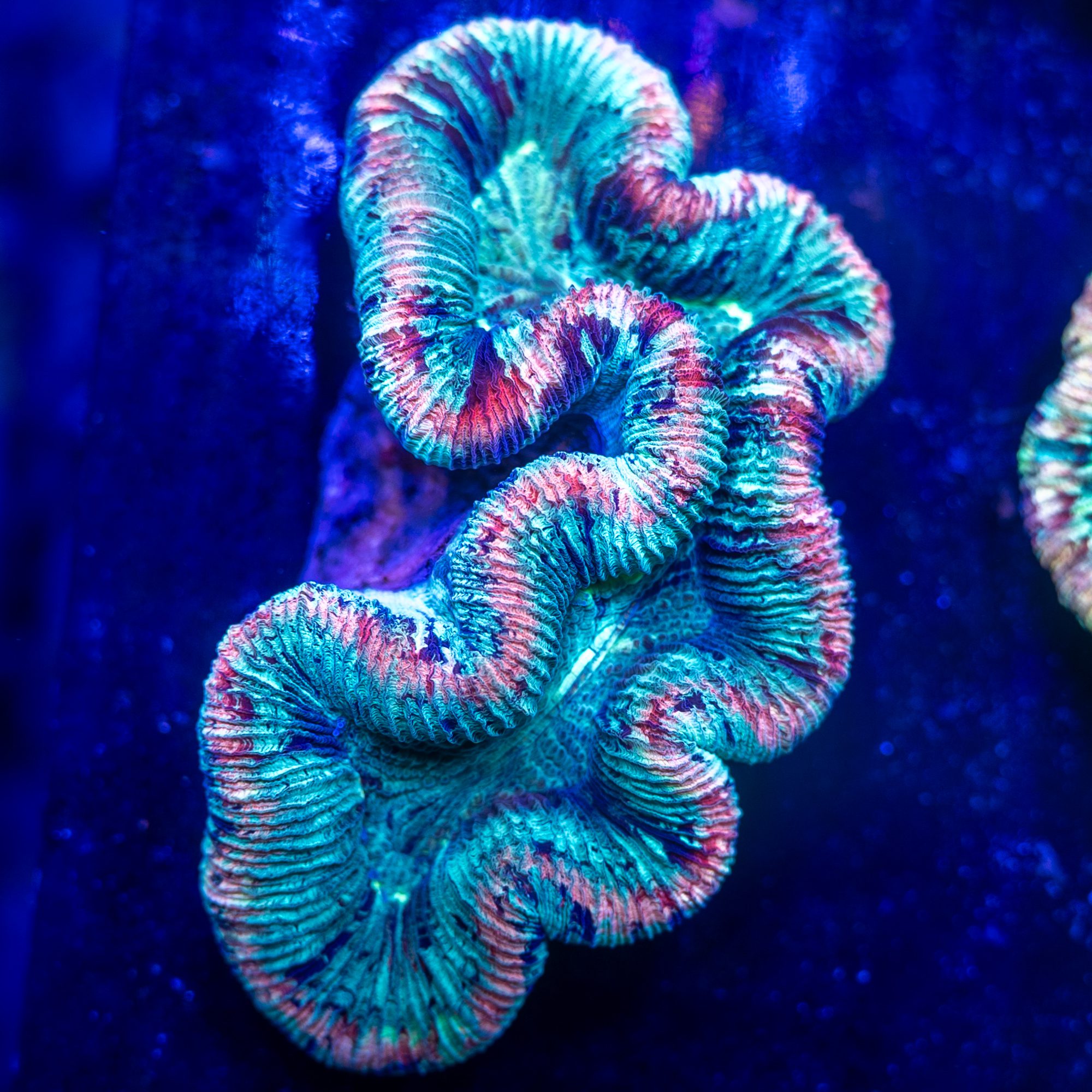 Powder Puff Trachyphyllia