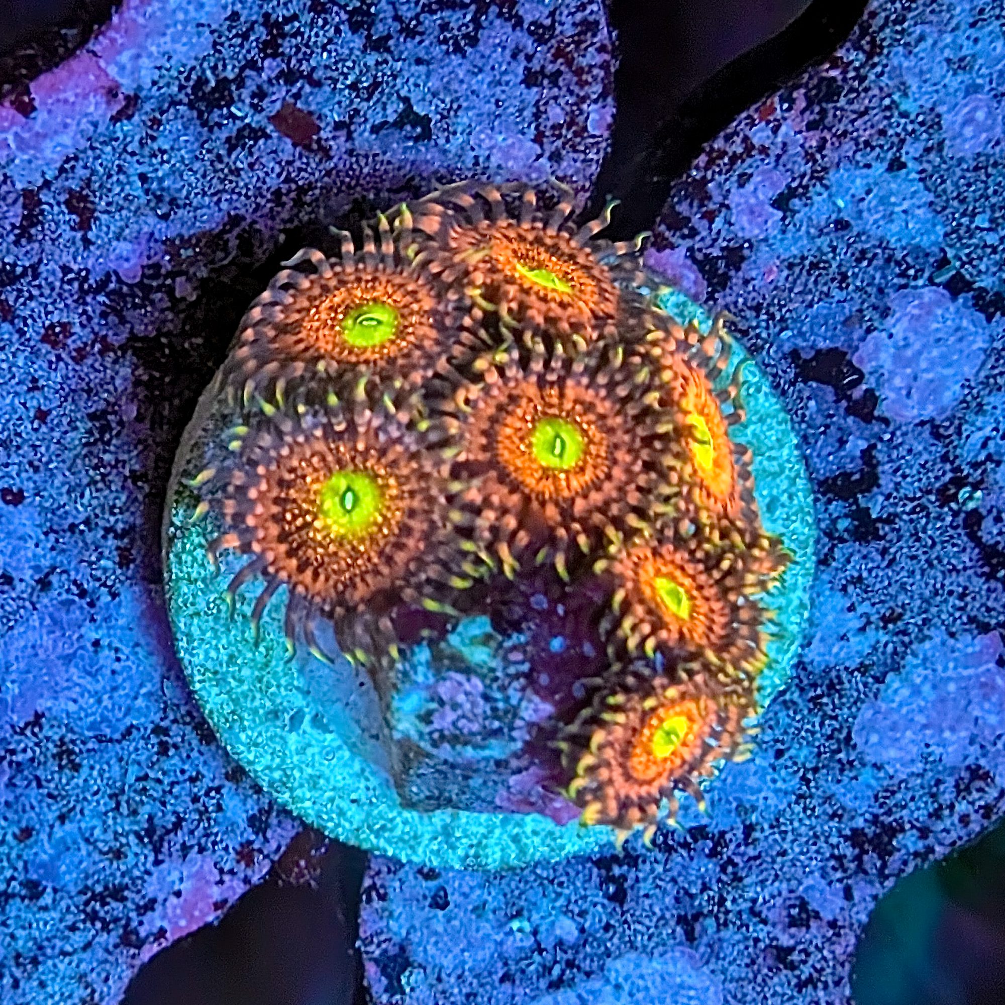 Pink Rhino Palythoas