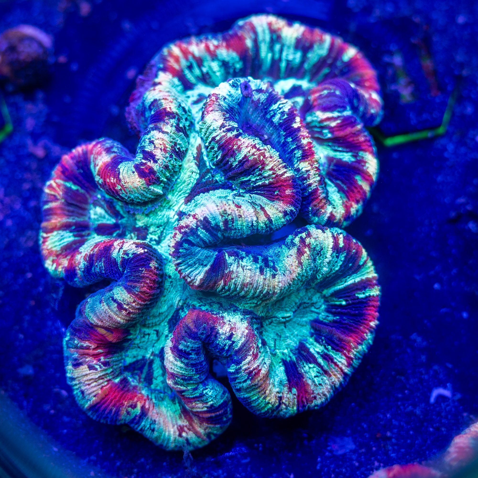 Primary Pinnacle Trachyphyllia