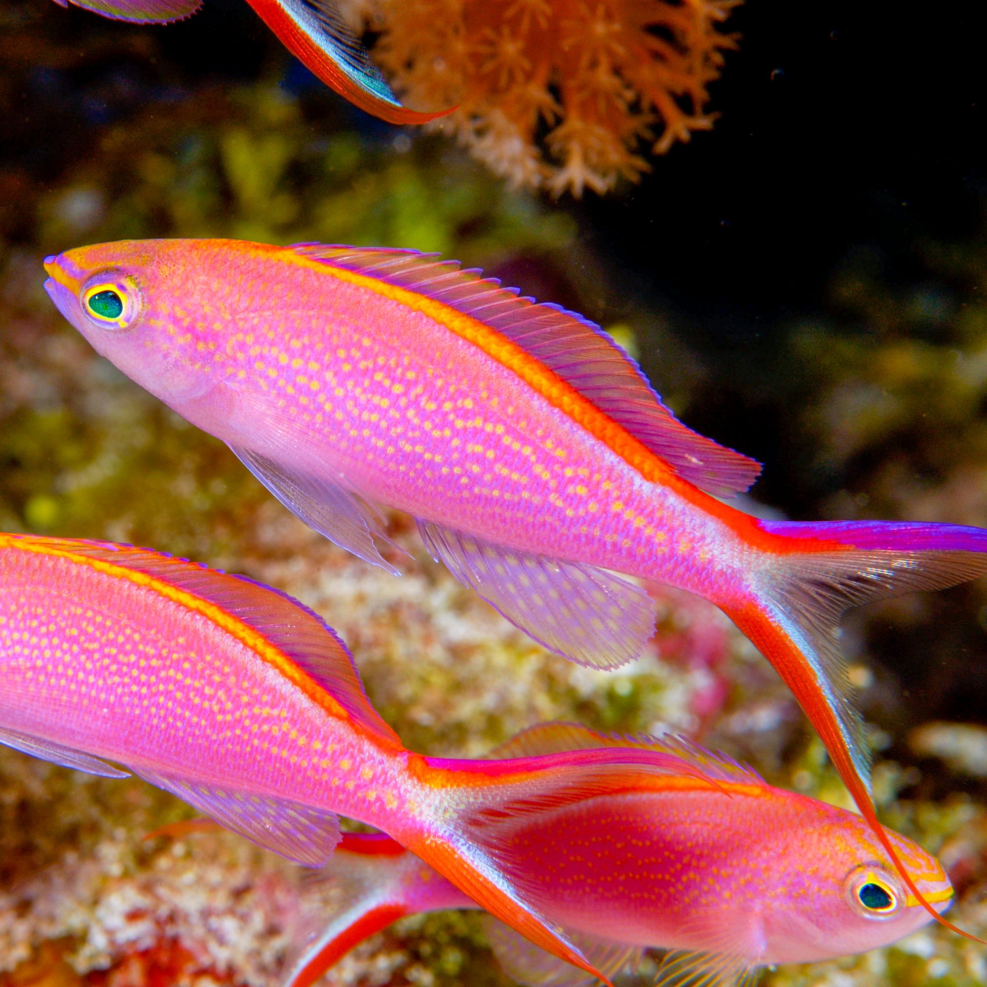 Princess Anthias