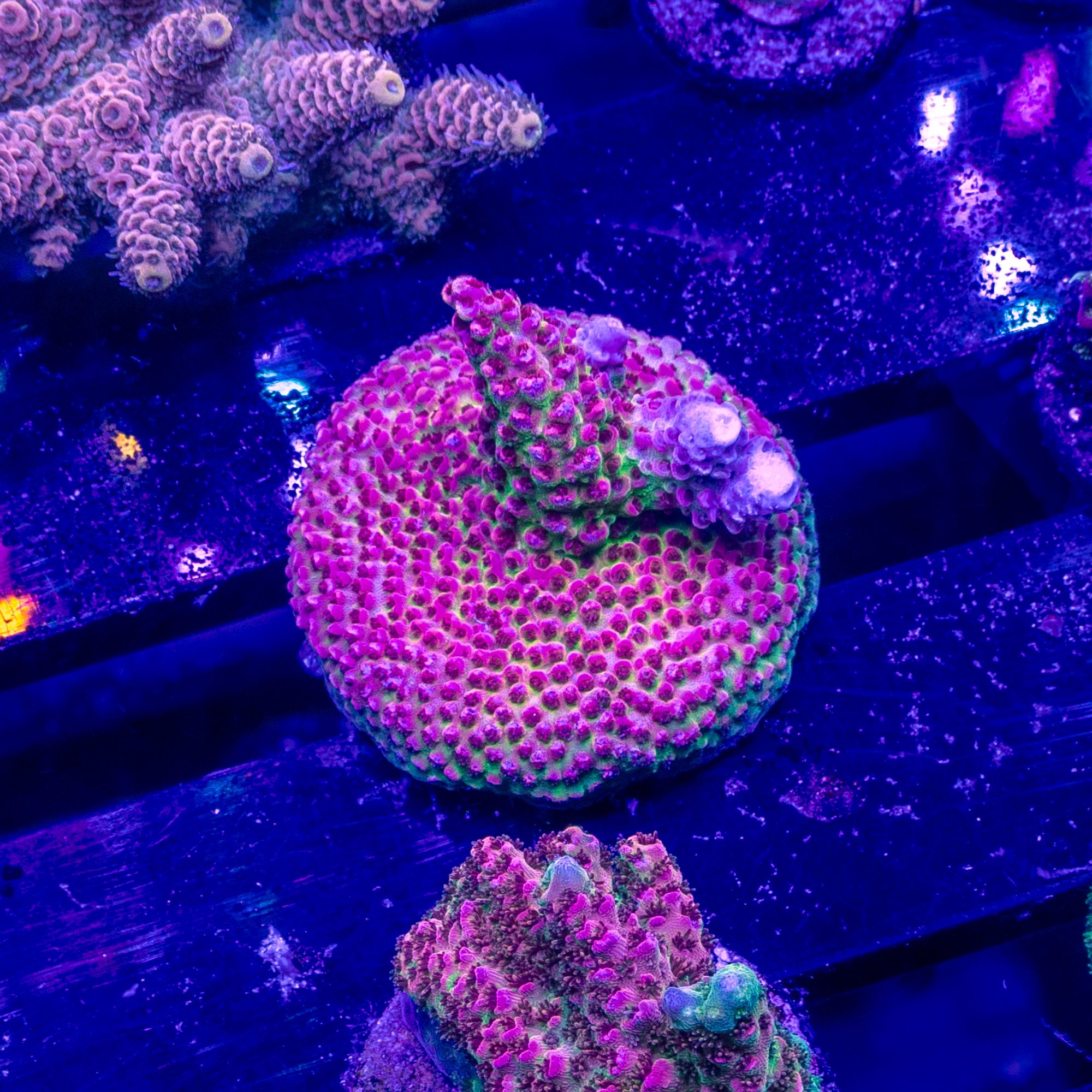 Princess Peach Acropora