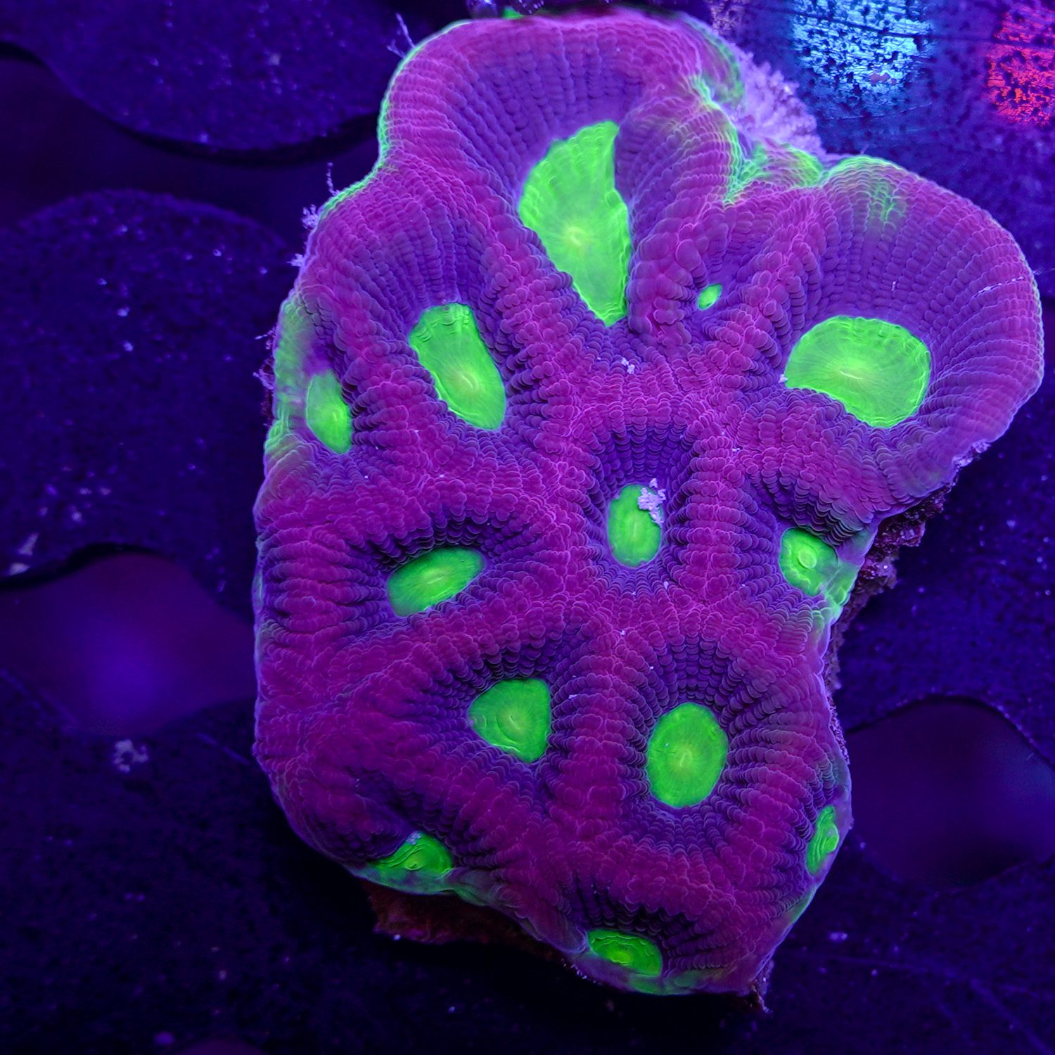 Dragon Soul Prism Favia - Image 2