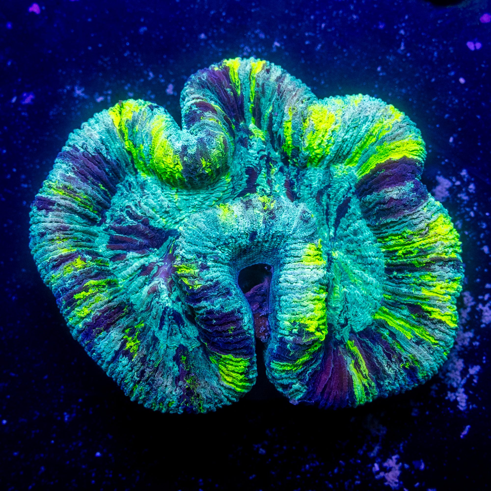 Diet Mountain Dew Trachyphyllia