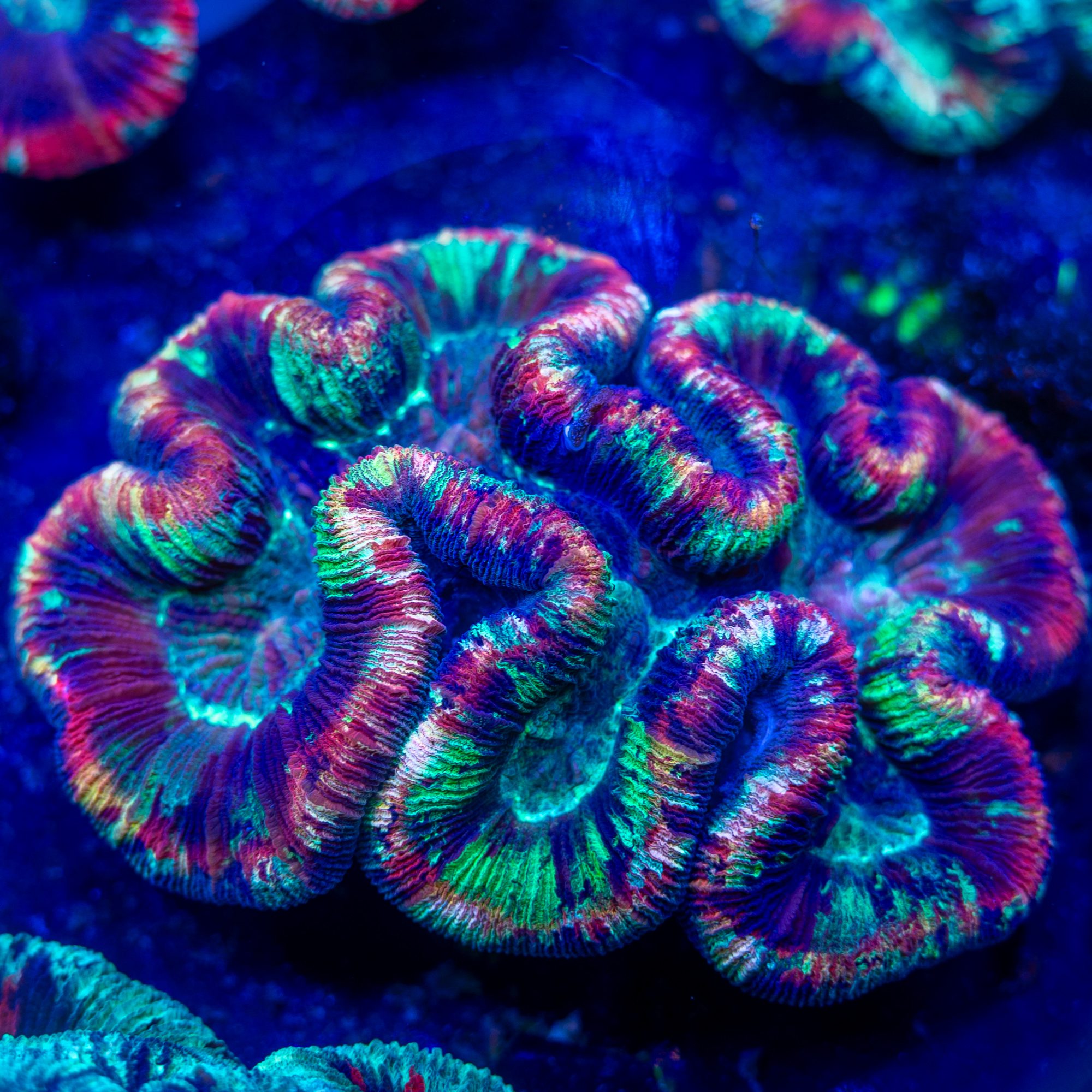 Tokyo Light Show Trachyphyllia