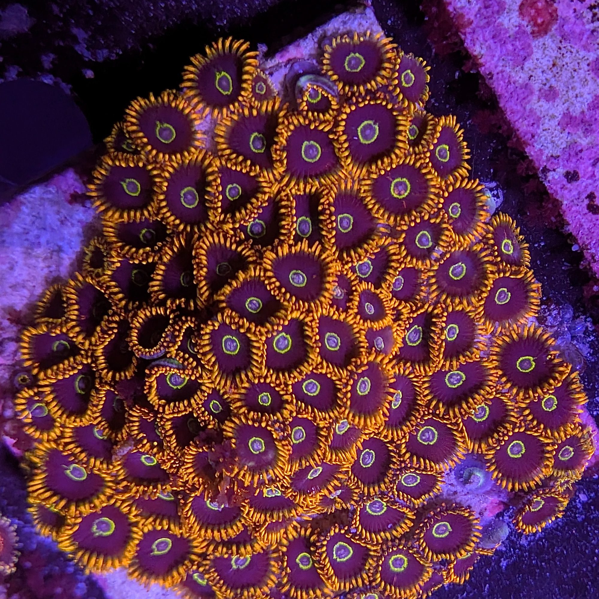 Blazing Hornet Zoas