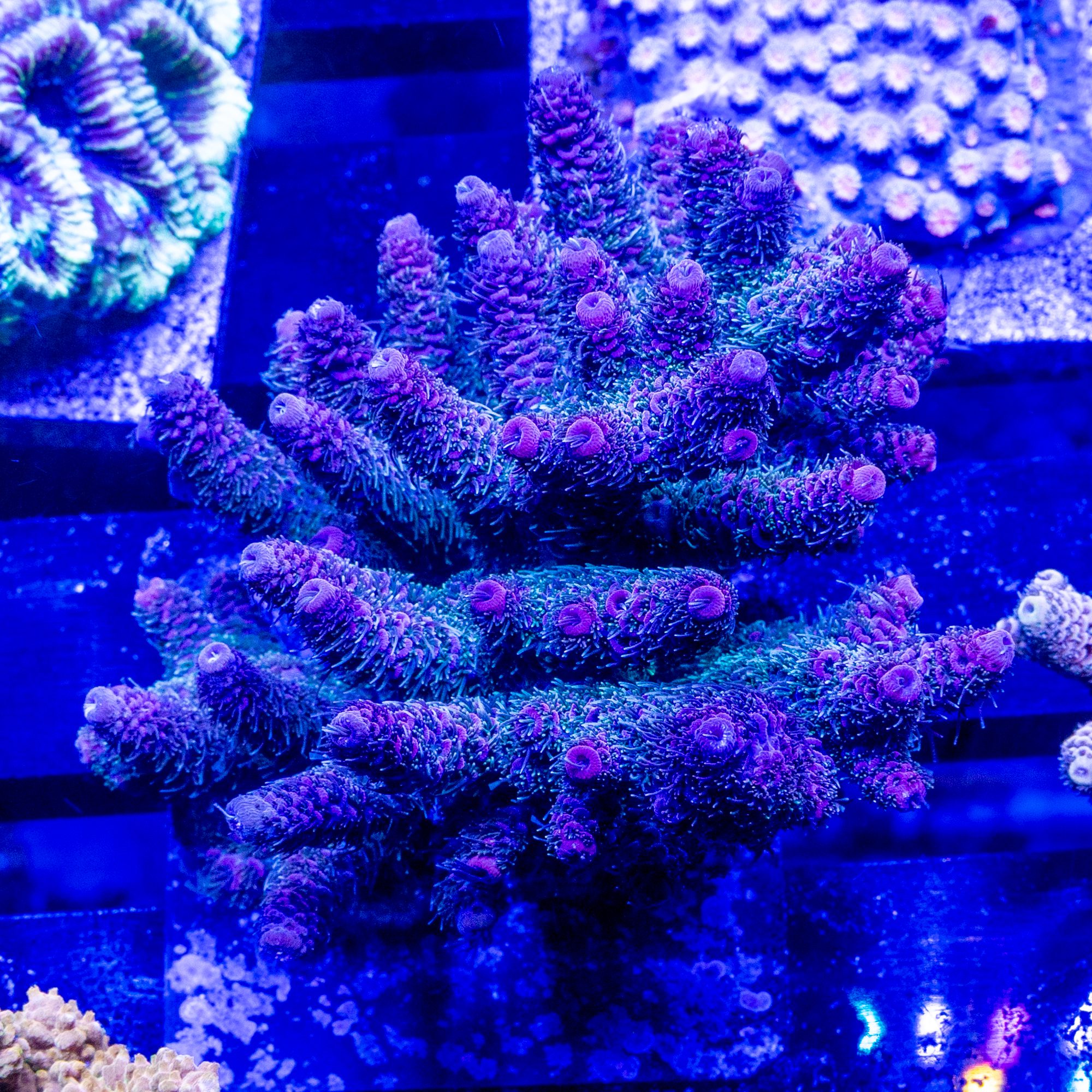 Carmilla Millepora