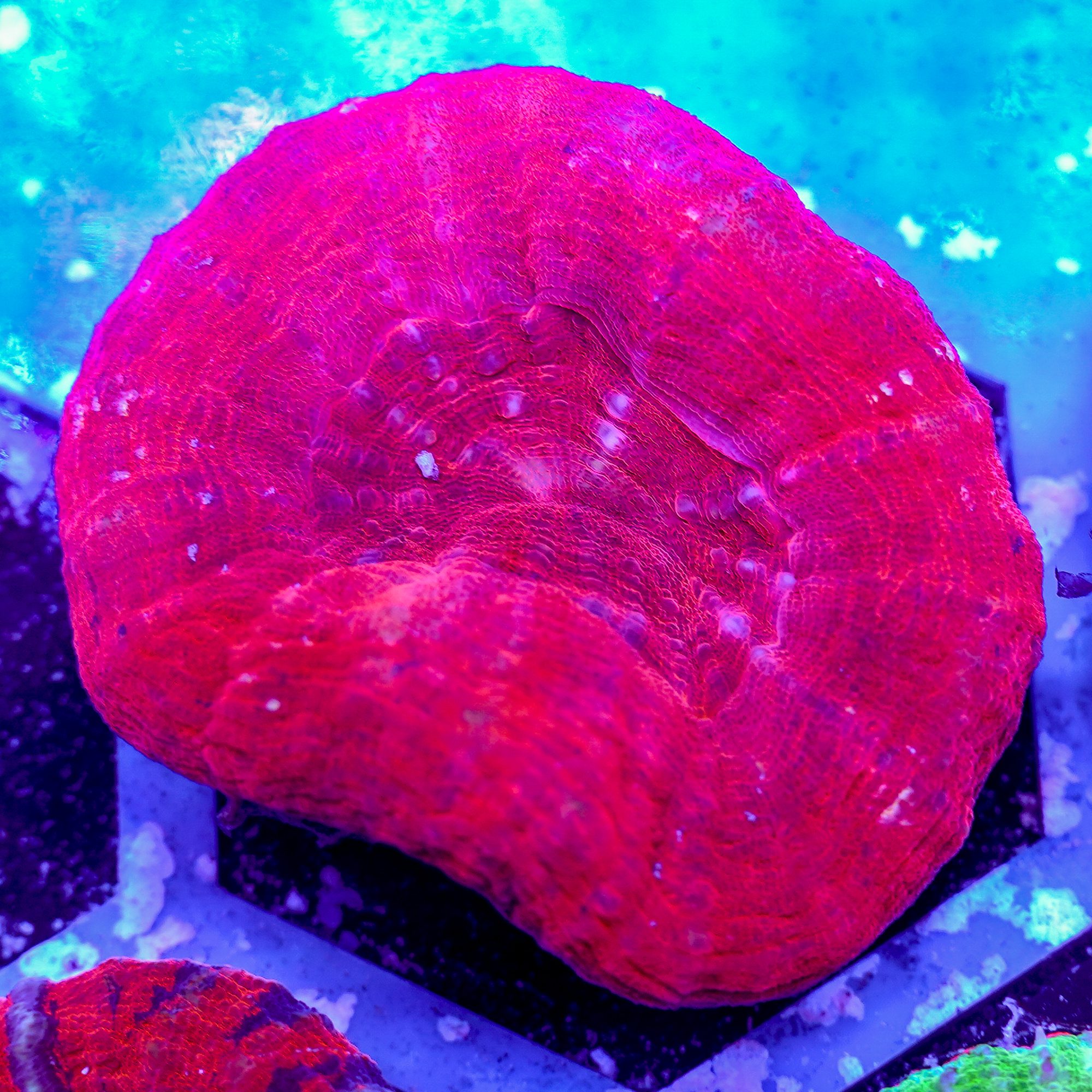Cherry Red Scolymia