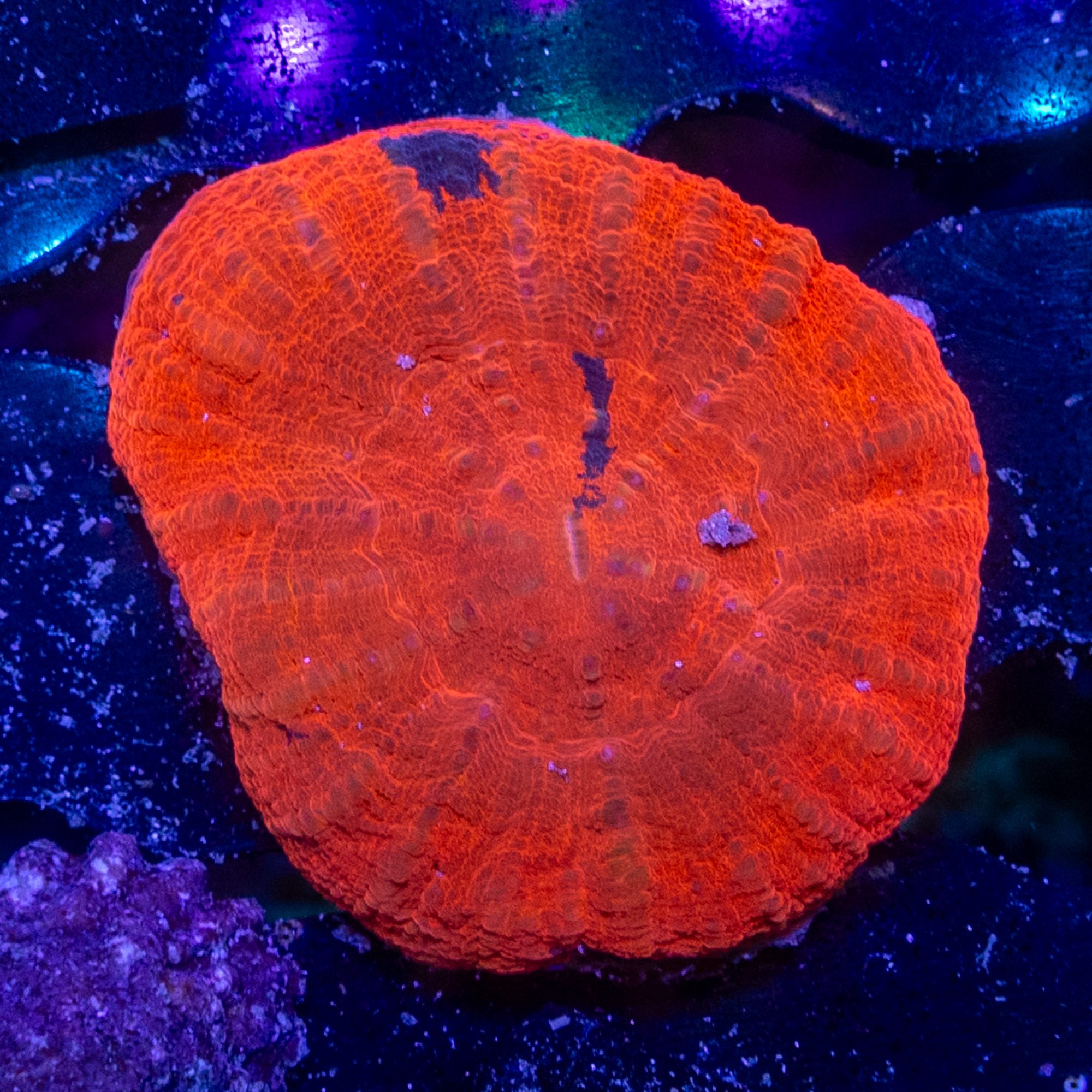 Touch of Color Warpaint Scoly