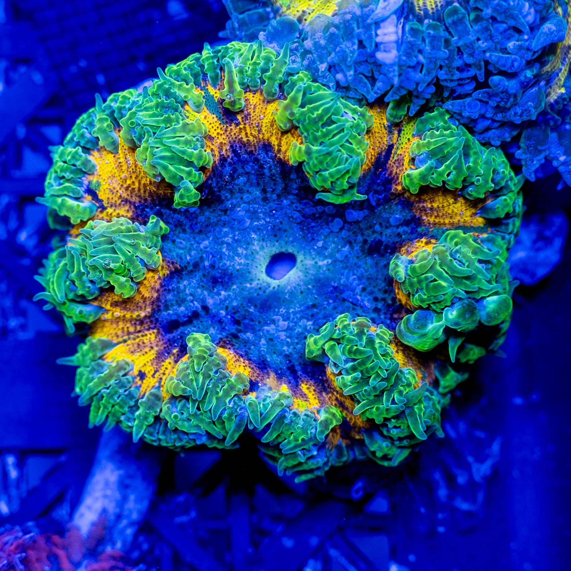 Ultra Yellow-Orange Rock Flower Anemone - Image 2