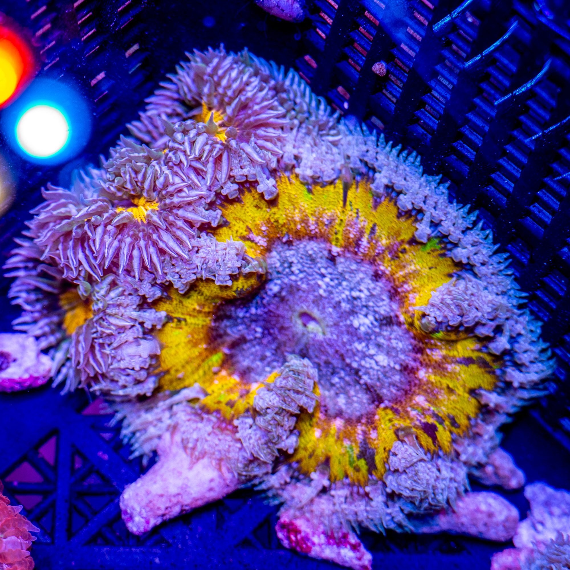 Ultra Yellow-Orange Rock Flower Anemone