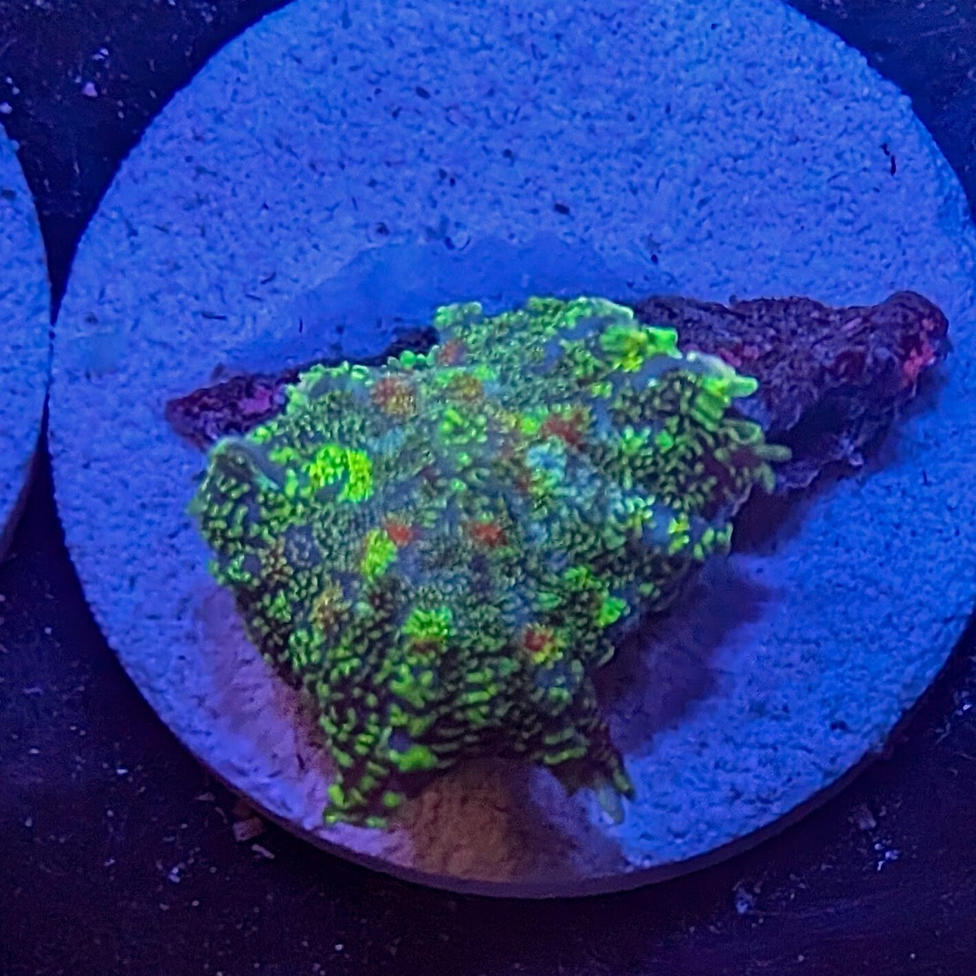 Multicolor Rhodactis