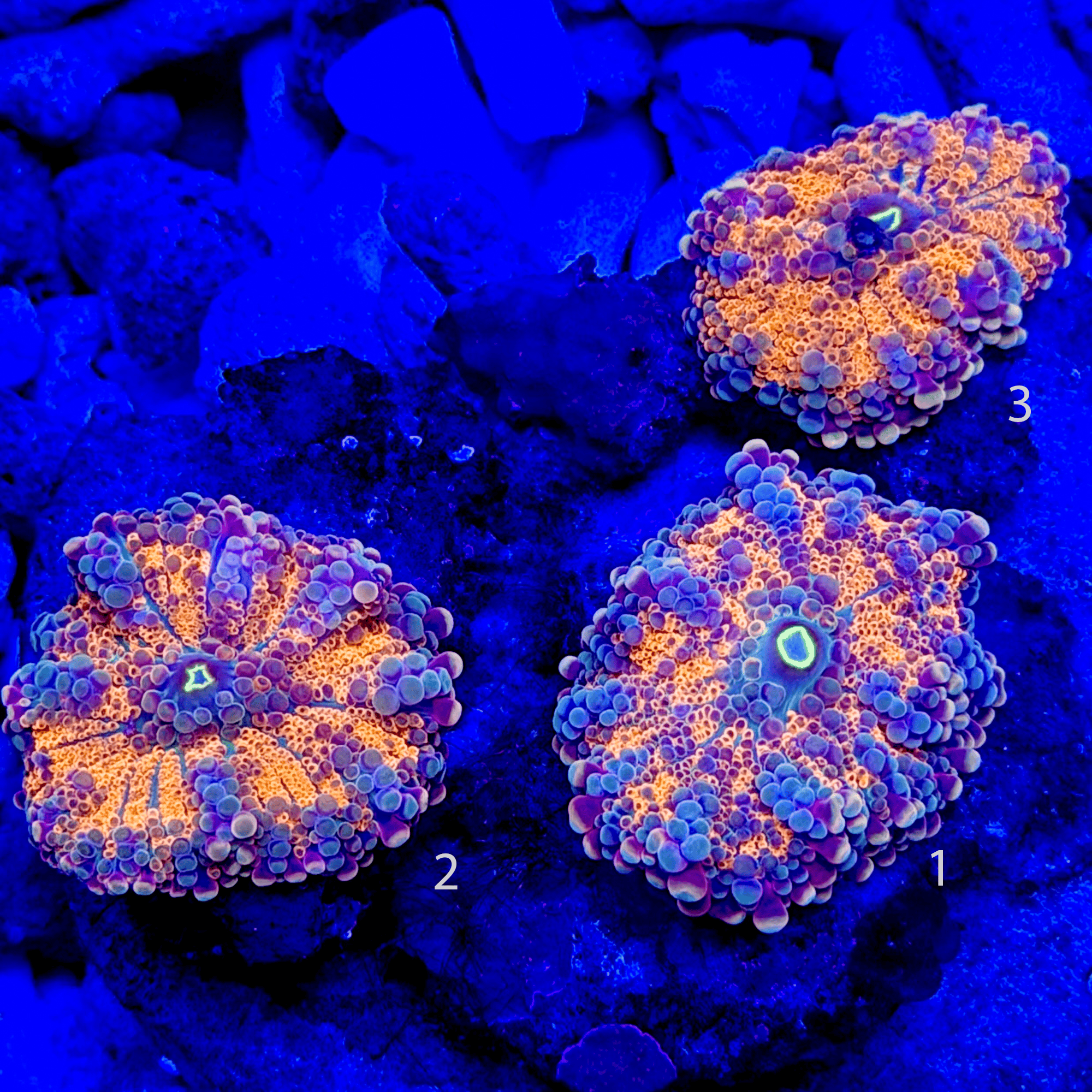 Wonka Berry Orange Ricordea